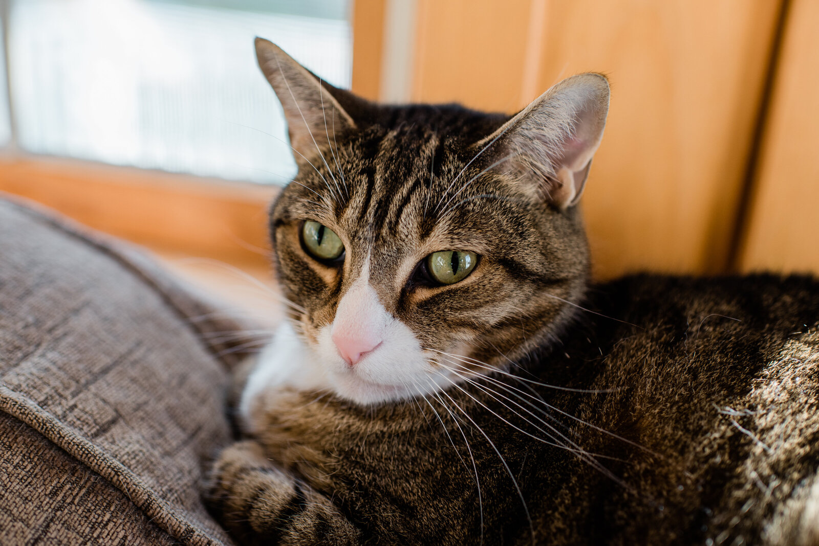 gray and black short hair cat