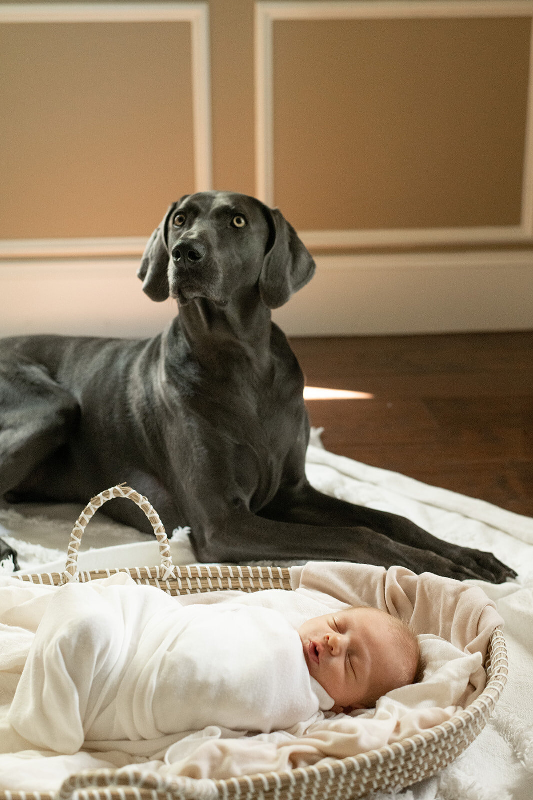 Swaddled newborn sleeps near the family dog in a cozy home setting. A unique lifestyle newborn session by Moments in Light Photography.