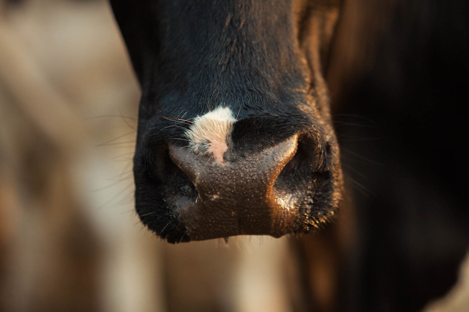 cow-nose-wisconsin-farm-country-nature-kate-timbers-photography-2250