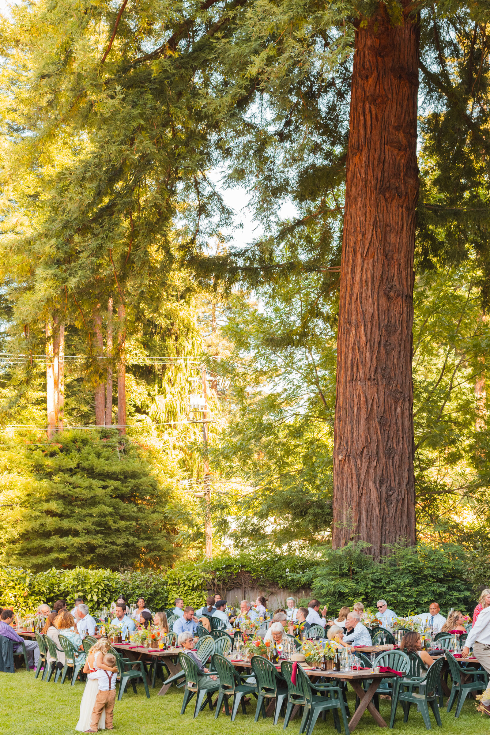 Wedding toasts in Santa Cruz, California in the redwood trees.