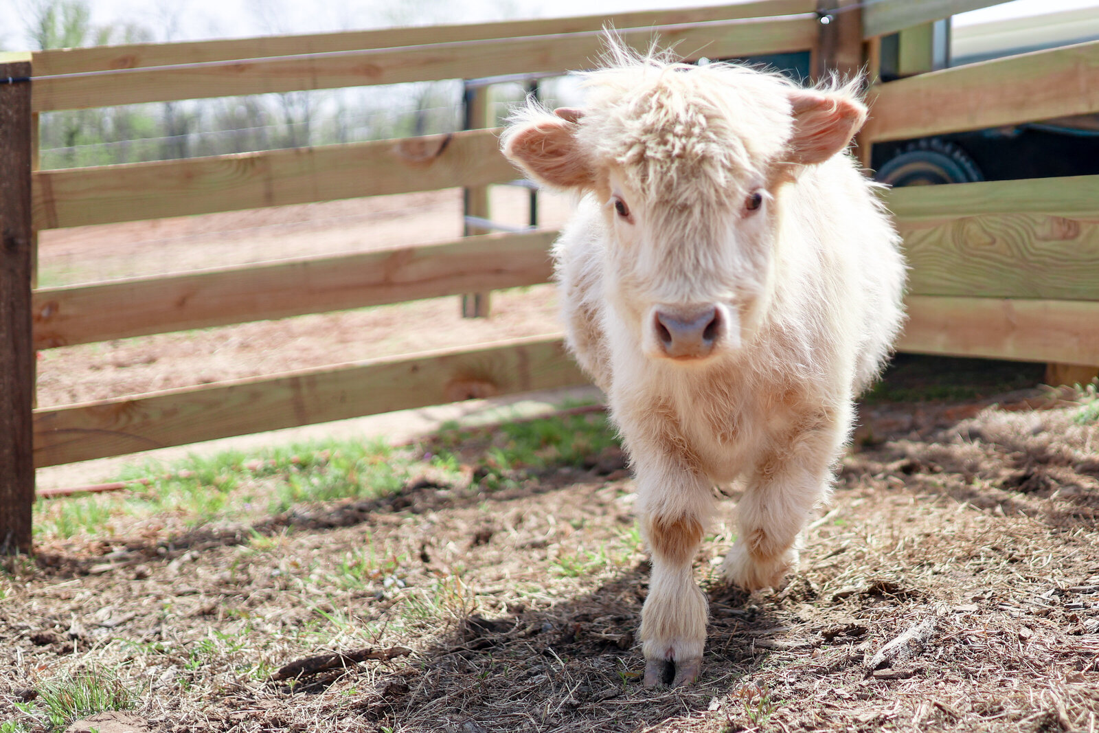 About Blue Heron Farm RVA | Our Animals & Mission