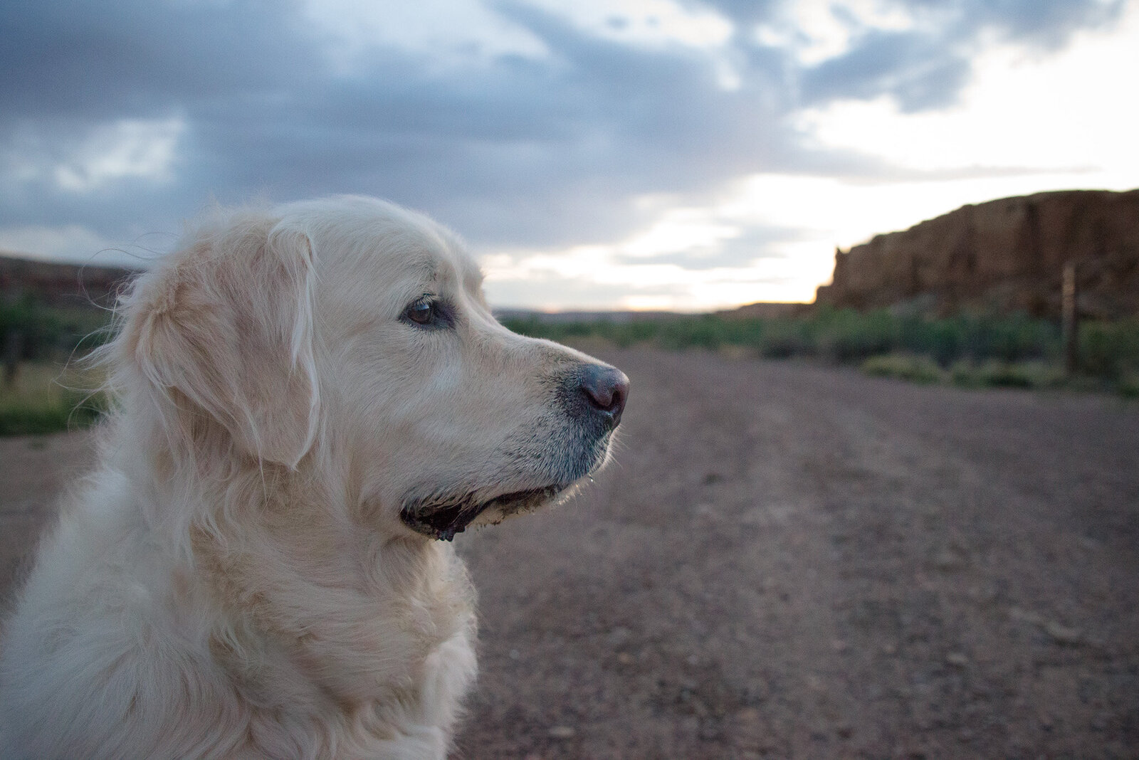 Castle Rock CO Pet Photography (2)