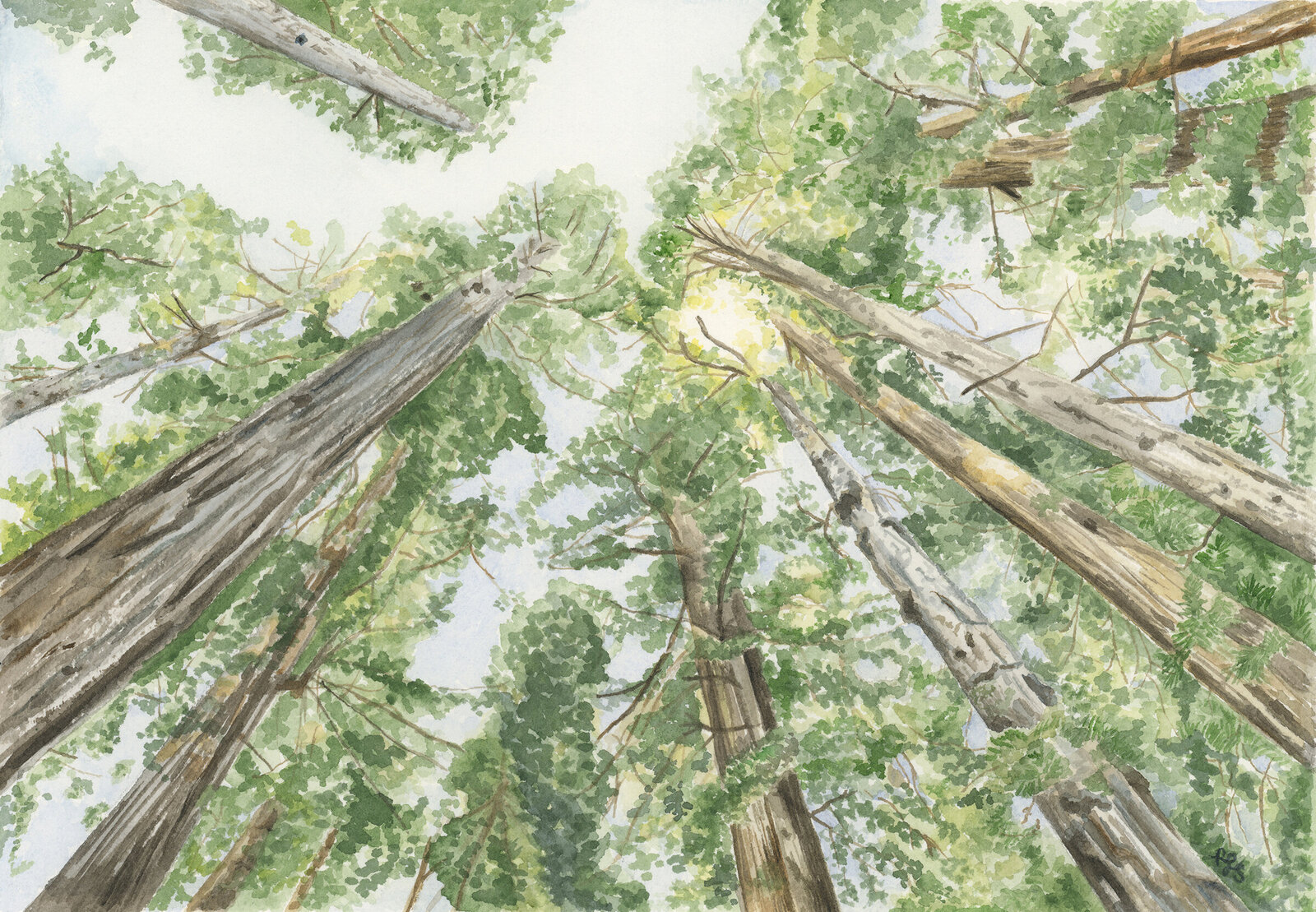 smallLookingUp