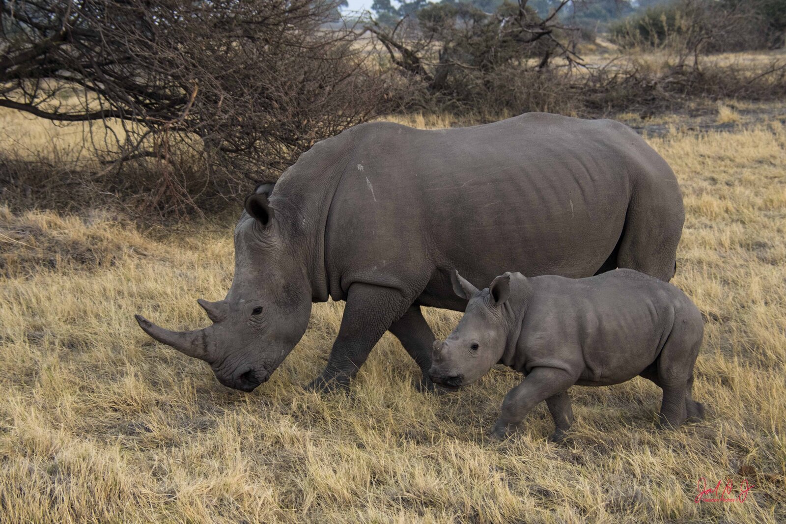 2019 Rhino-2