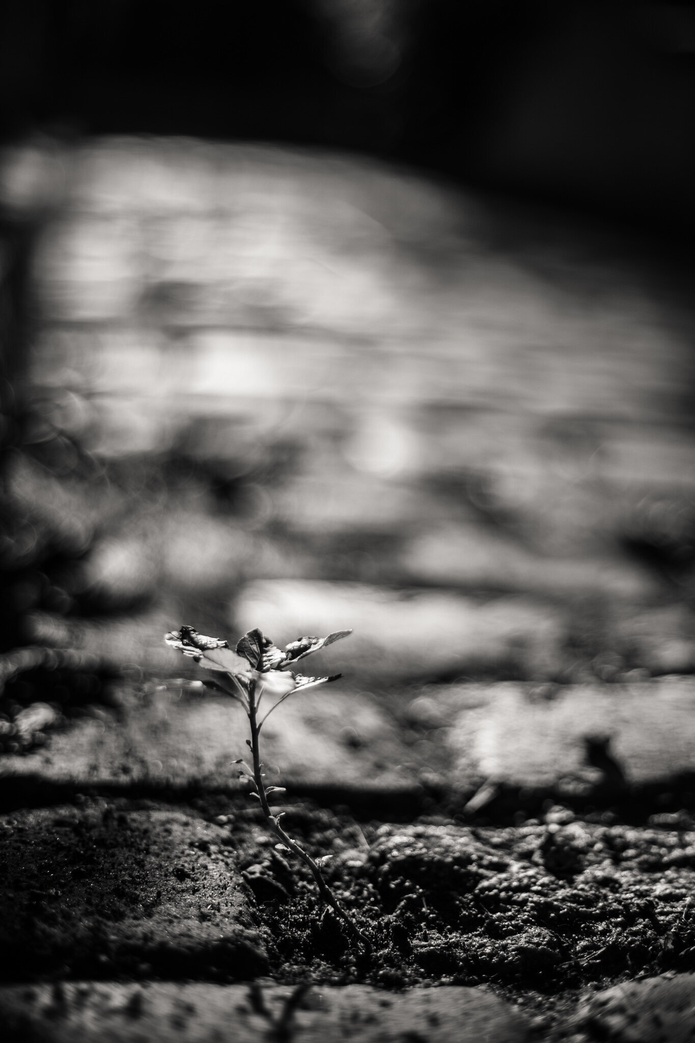 fine_art_photographer _130