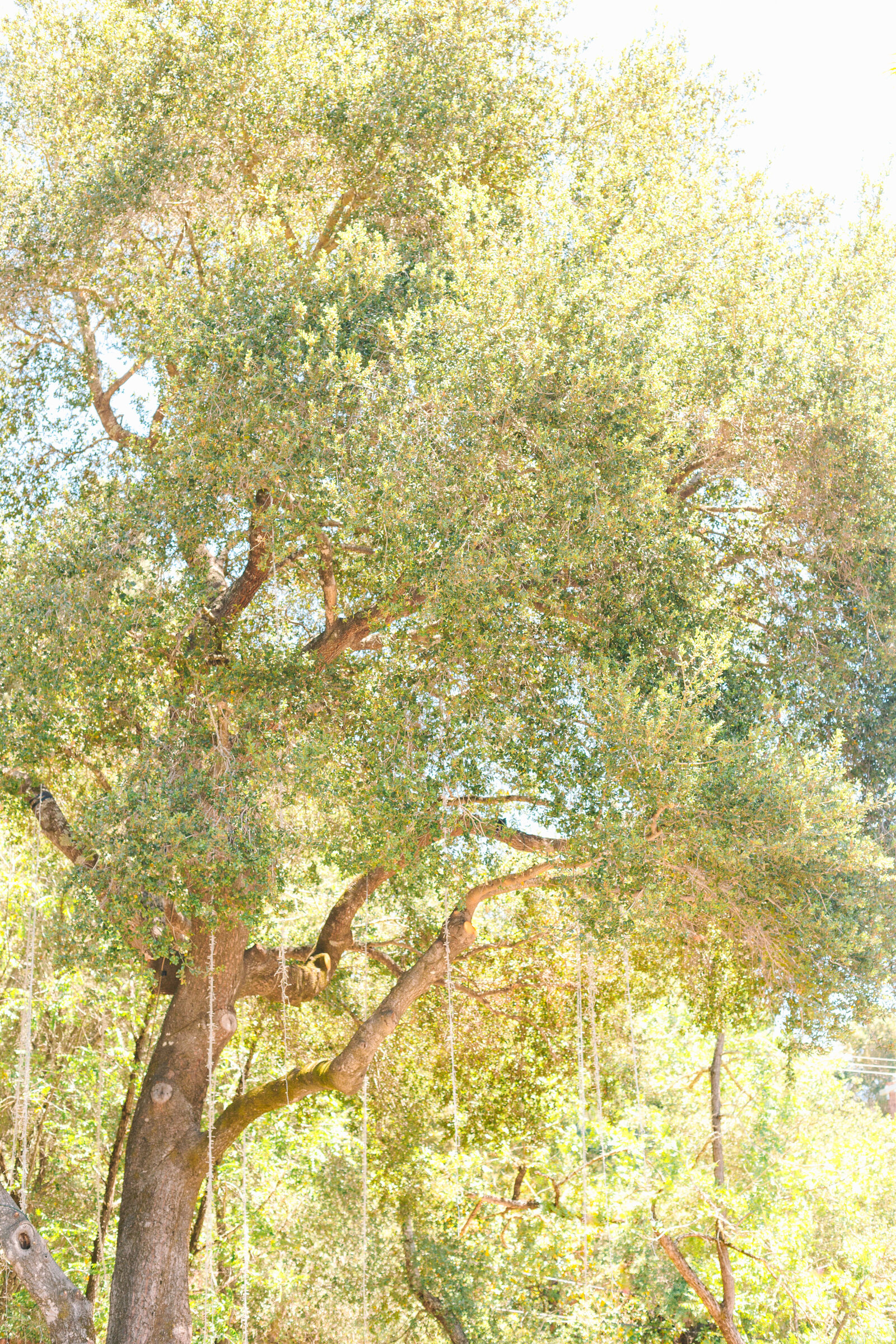 Ceremony location for a California elopment.