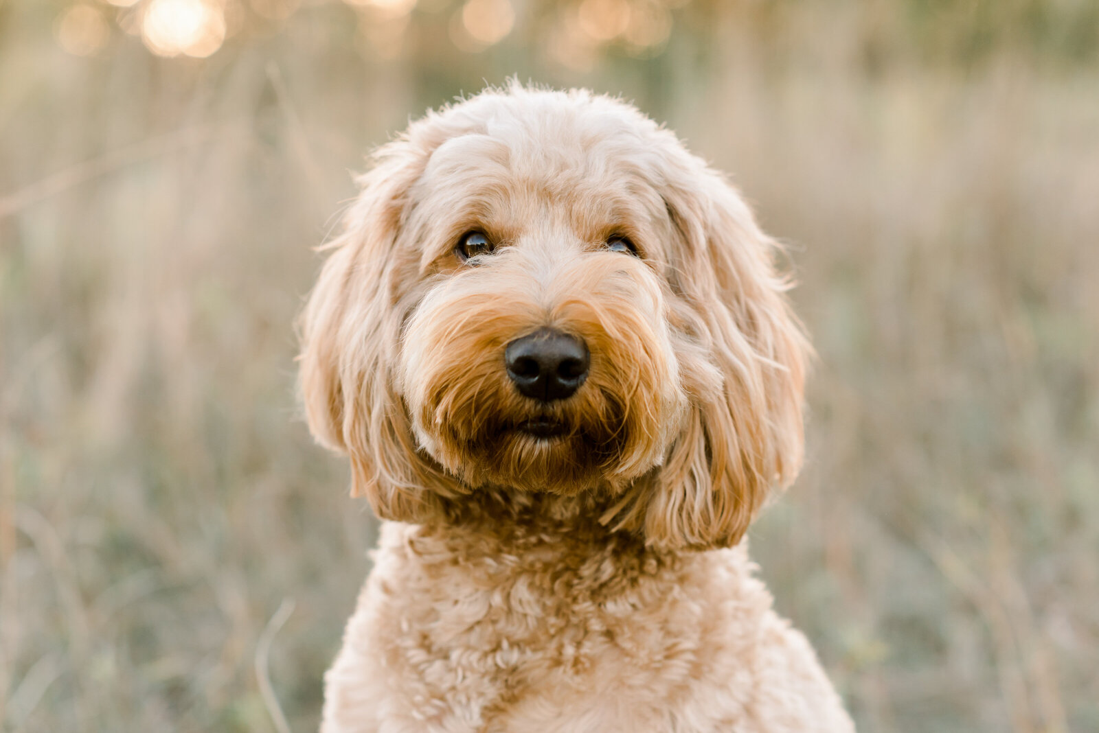 Goldendoodle Photo Session-11
