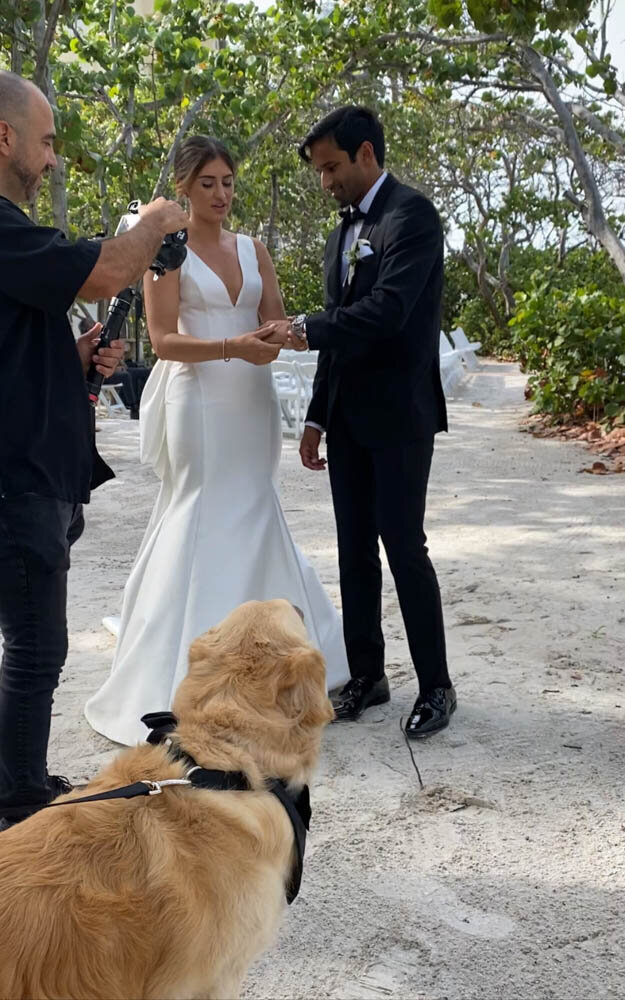 wedding-dog-sitter