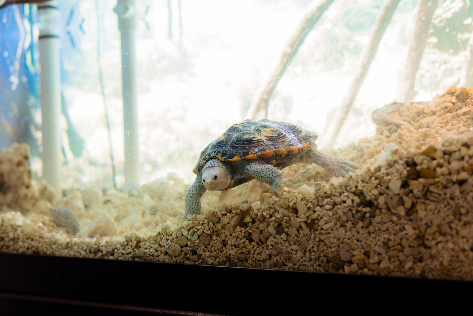 Brooke + Justin 4.6.24 - Tampa Bay Watch - alt Photography + films - 2500-28