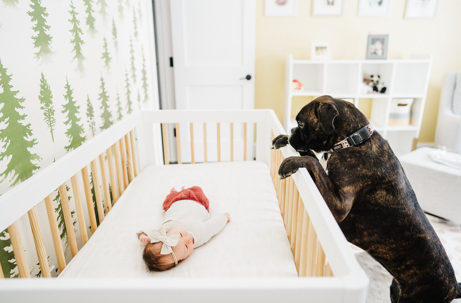 dog peeks into crib at sleeping newborn baby during boston newborn shoot