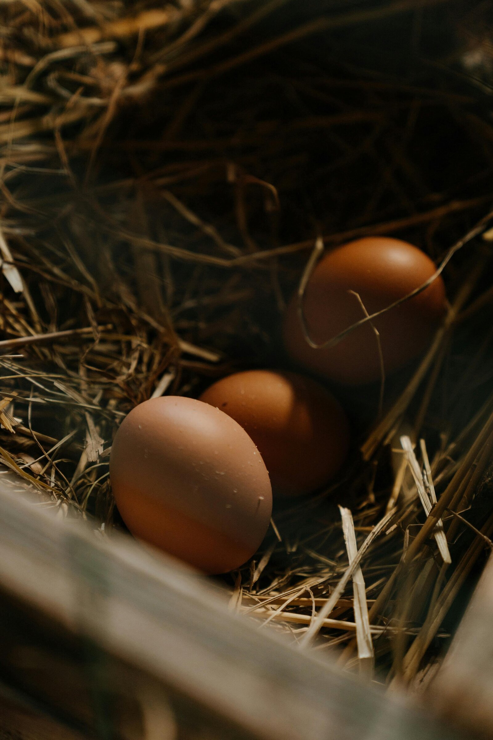 Home [fraserridgefarm.com]