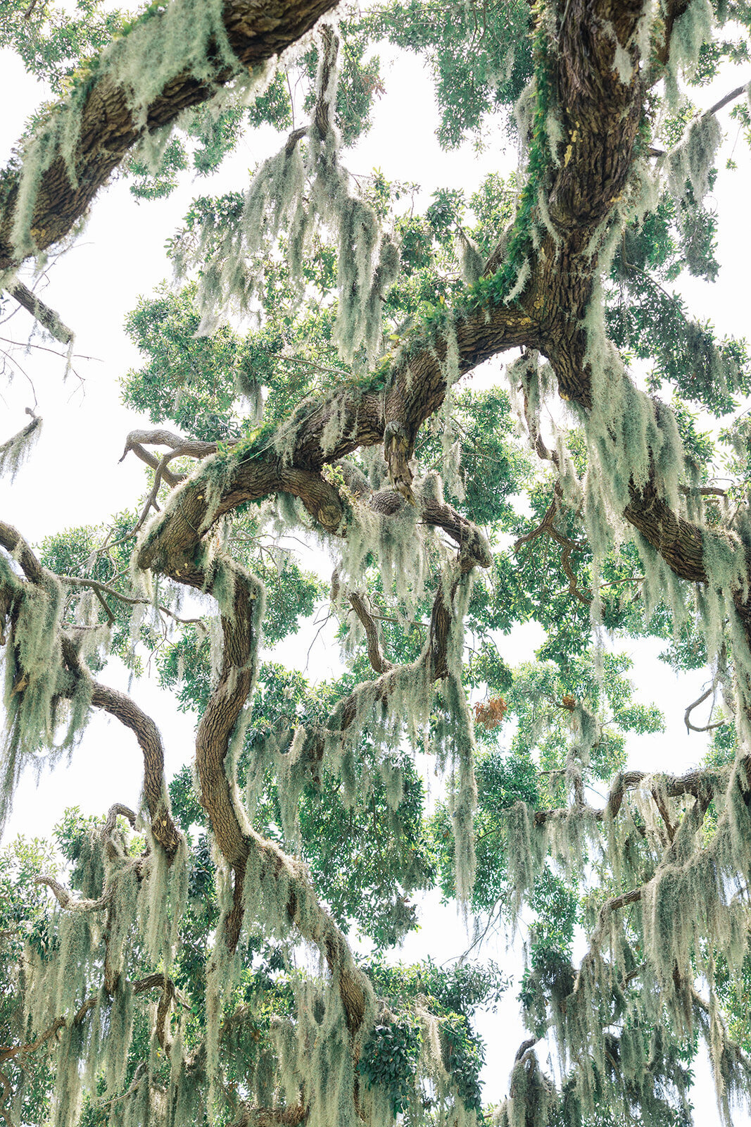 Mossy branches on oak in Sea Pines outside of wedding venue in hilton head island in South Carolina