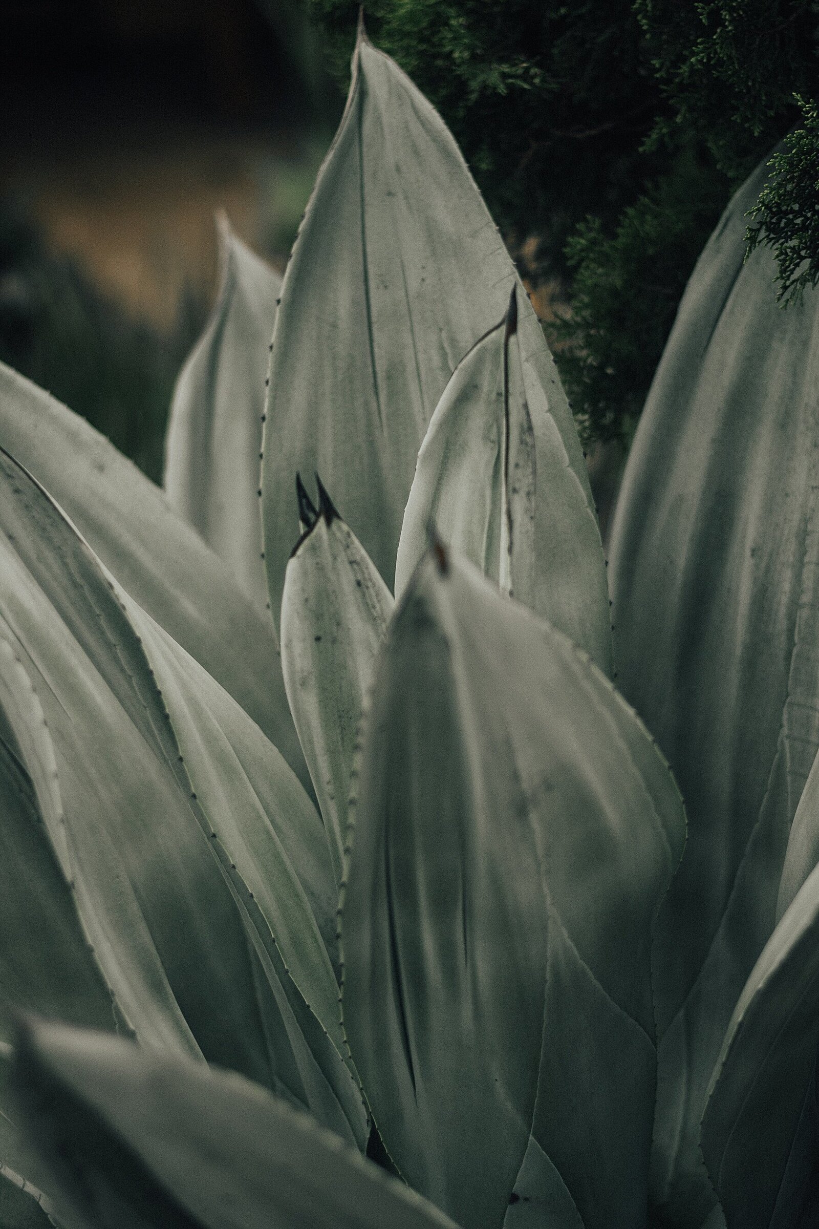 pexels-alice-castro-3848477