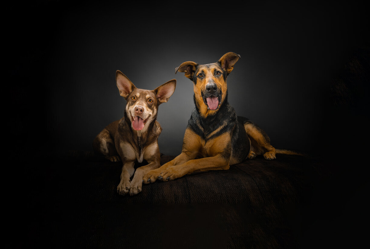 Two dogs inside Fetch Photo Truck mobile studio