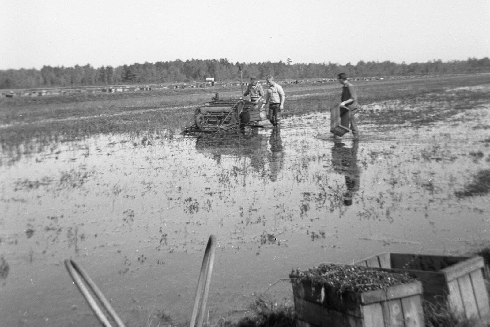 Gen 2 - 1950s Harvest (2)