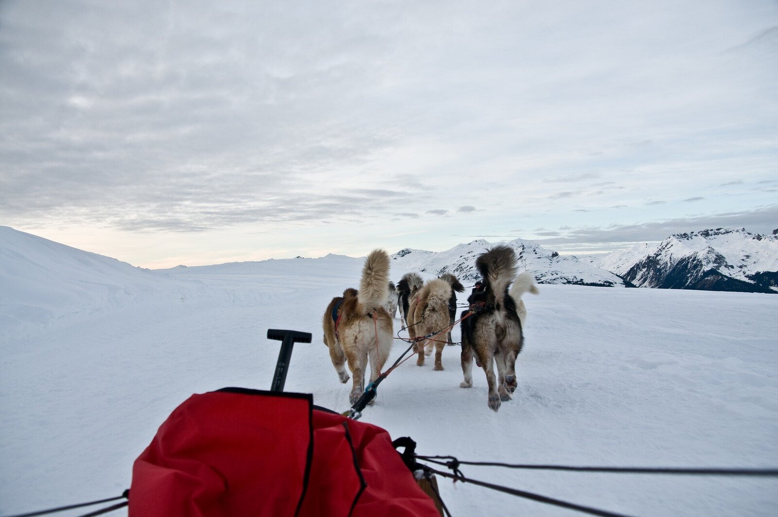 #1 Fun fact Husky Dogs