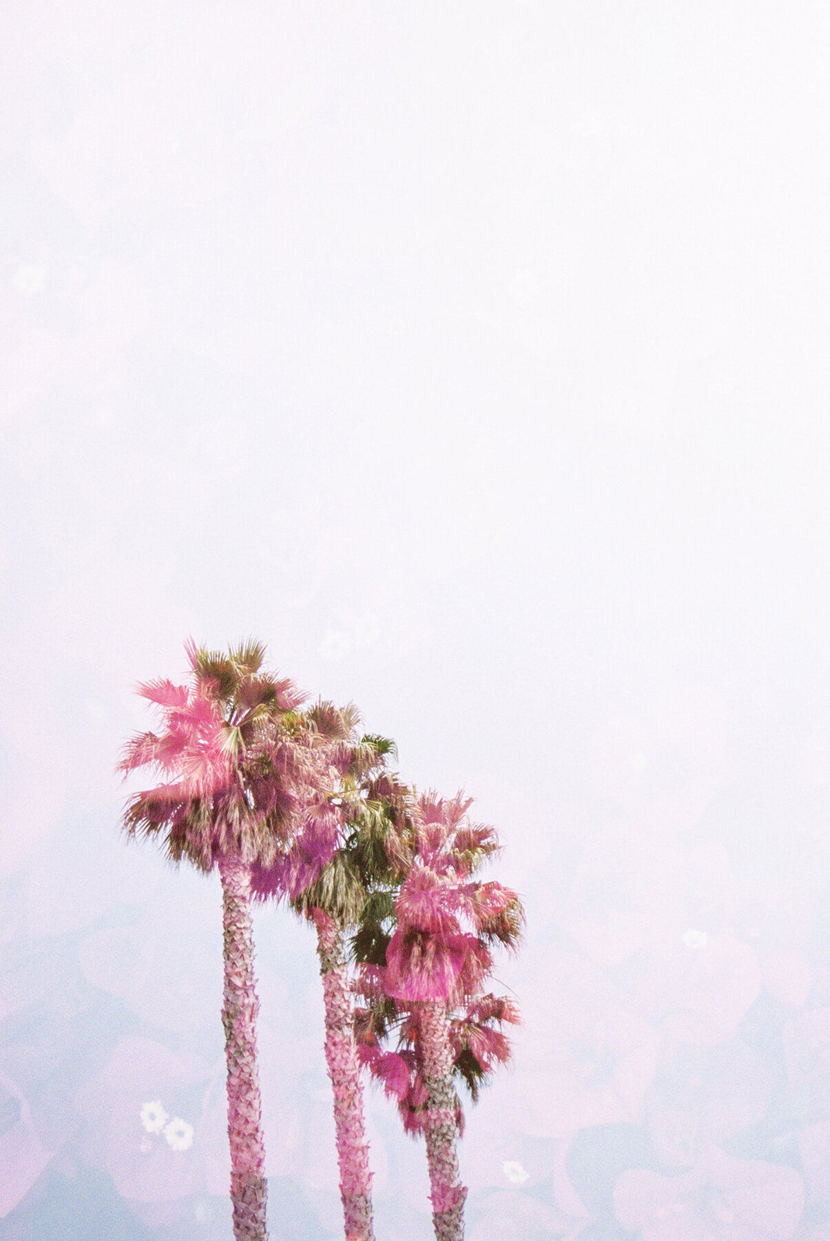 happy-hot-pink-styled-stock-image-005