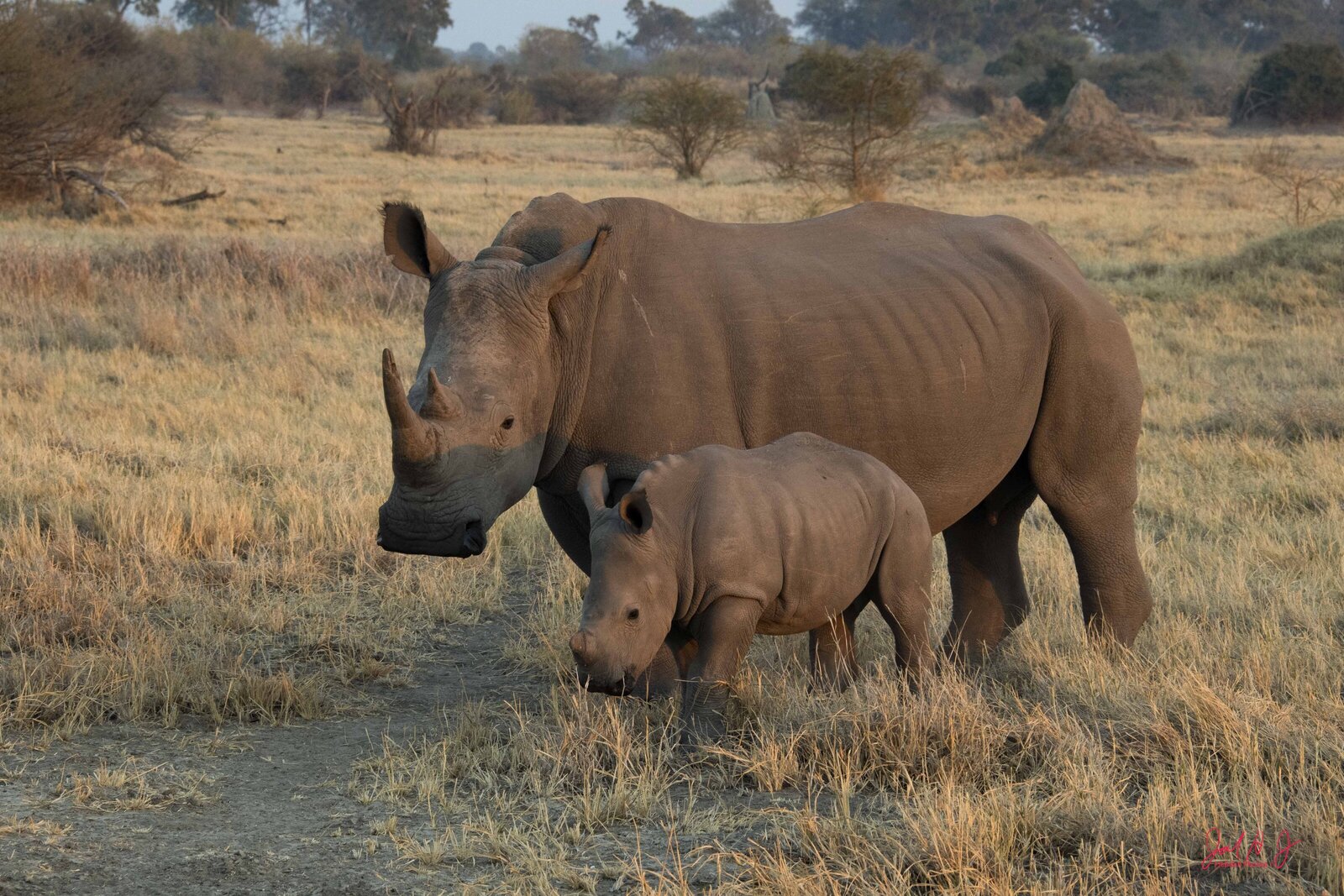 2019 Rhino-1