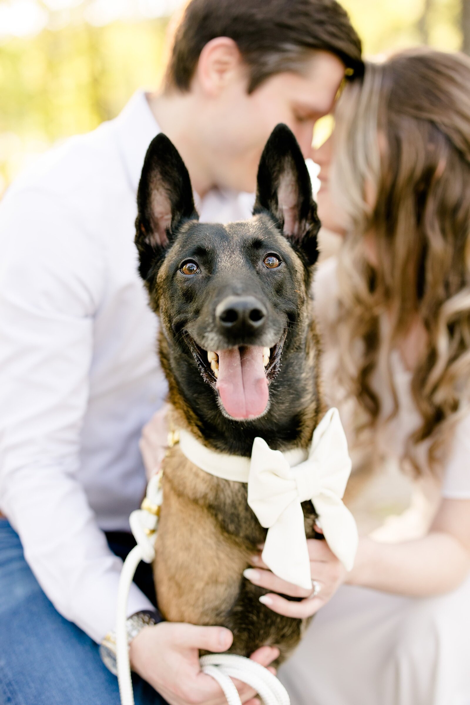 The Beloved Pup Photo Studio - Birmingham, Alabama Commercial Dog Photographer 58
