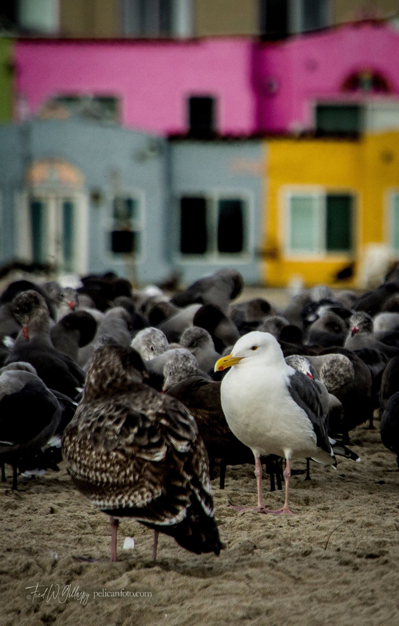 ©FWGillaspy-Capitola-Beach-Birds-S2-Portrait
