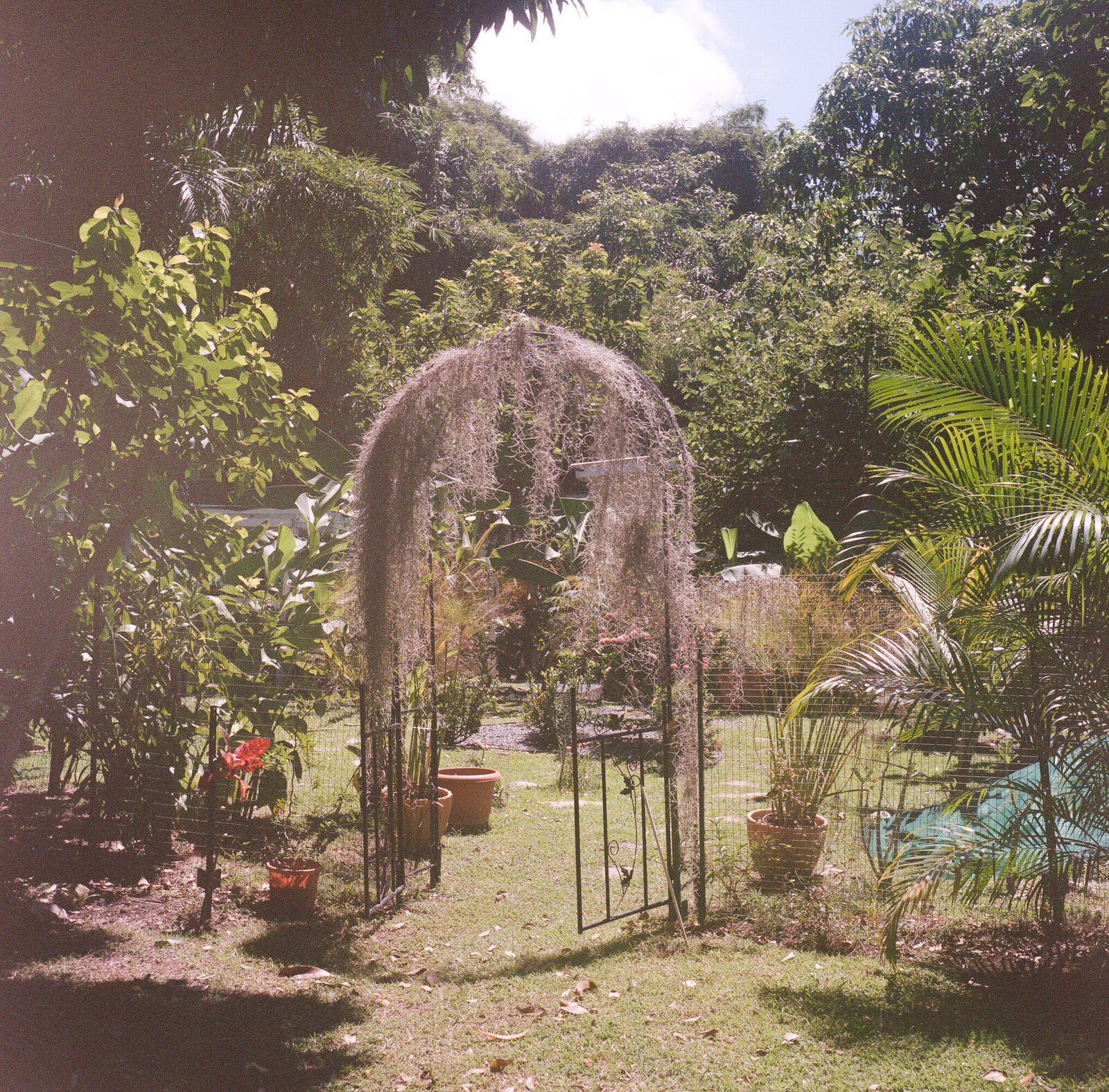 kodak_professional_portra_400_09_07_2023_000183790007