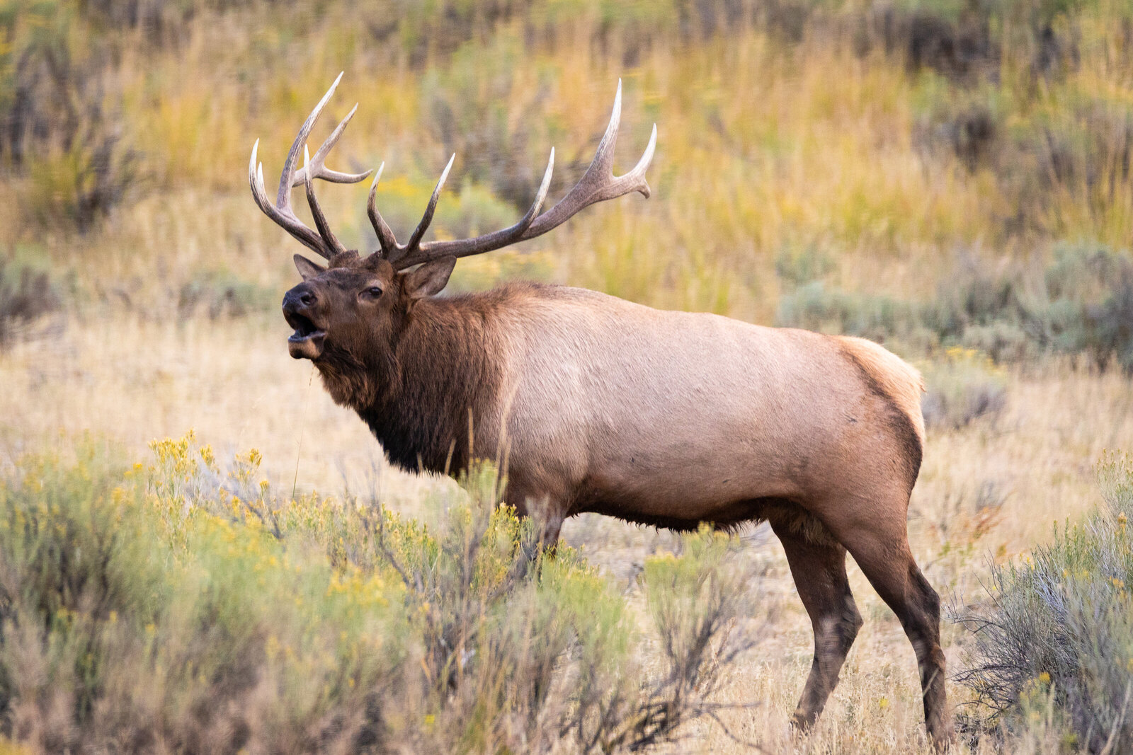 2018-09-07-275A506-bull-elk-mammoth-yellowstone