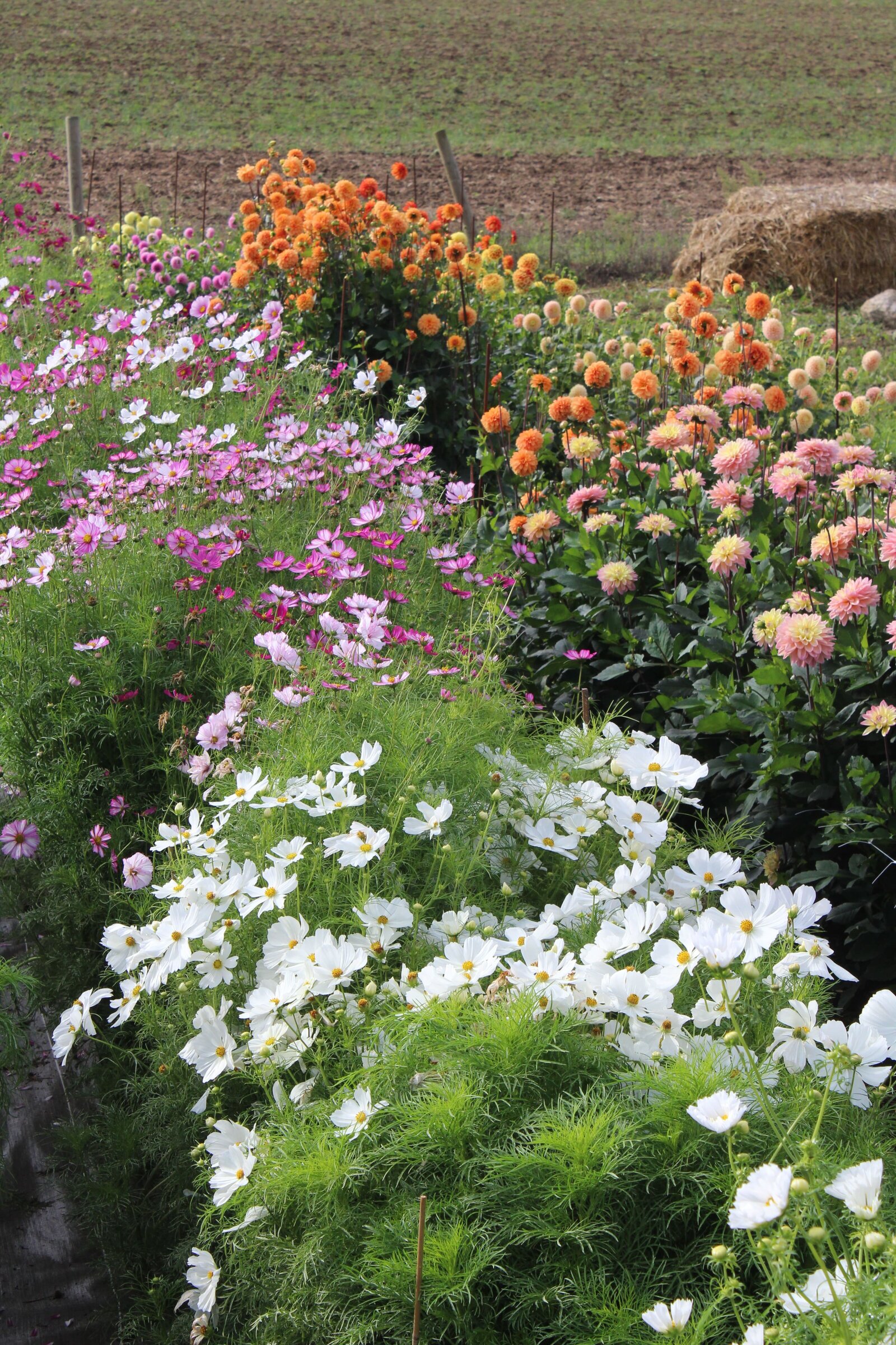 classesflorale_worshop_fermeflorale_24