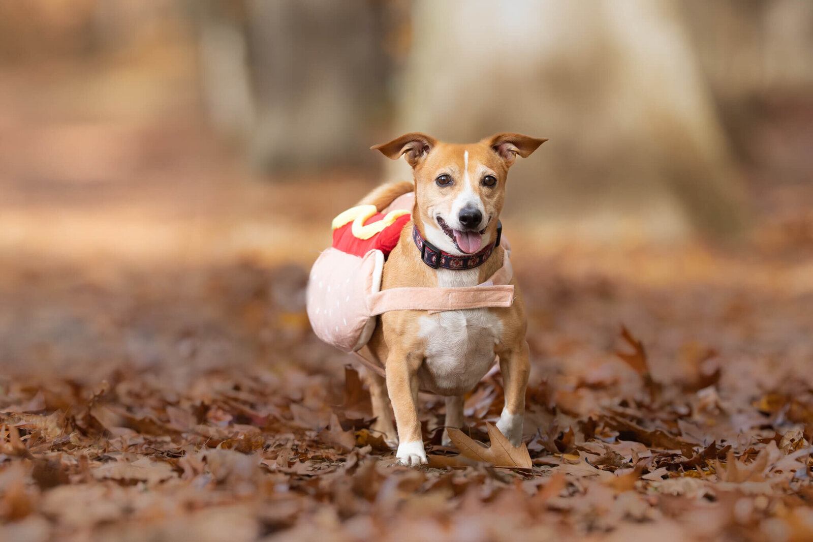 Tan and white mixed breed rescue pup in hotdog Halloween costume in forest
