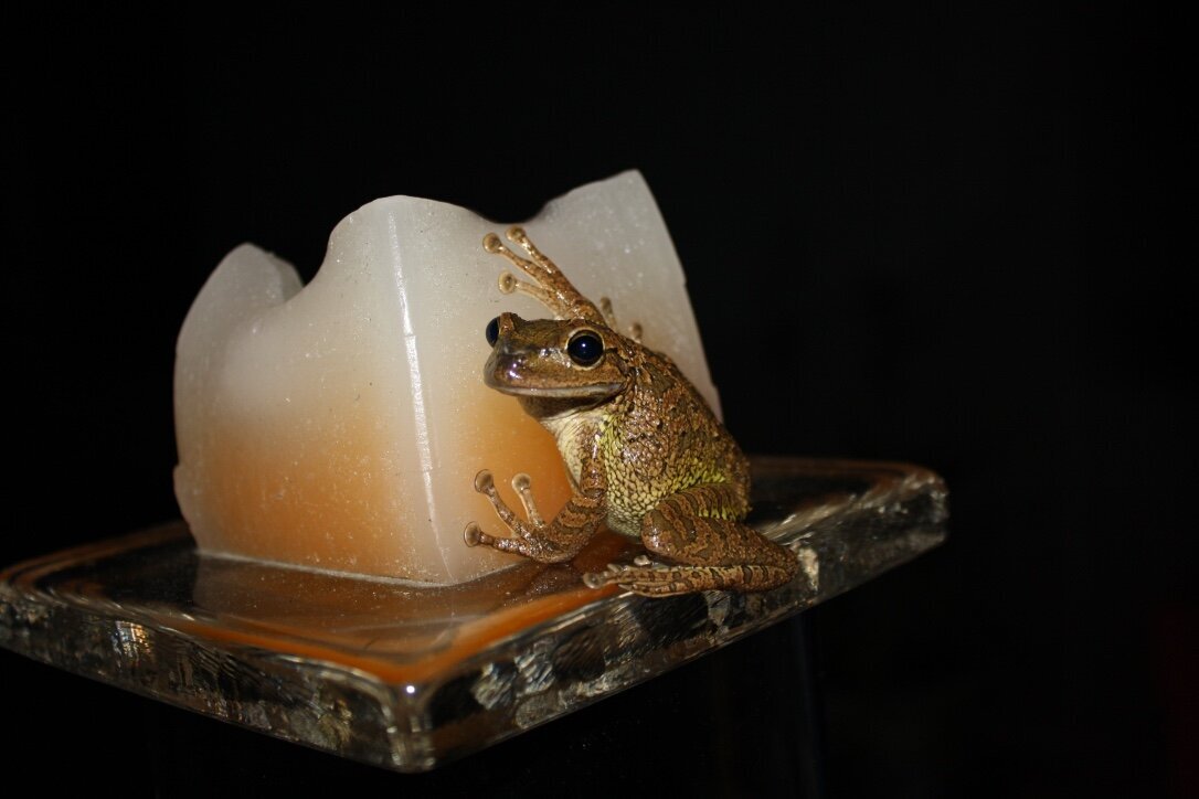 Frog on a candle