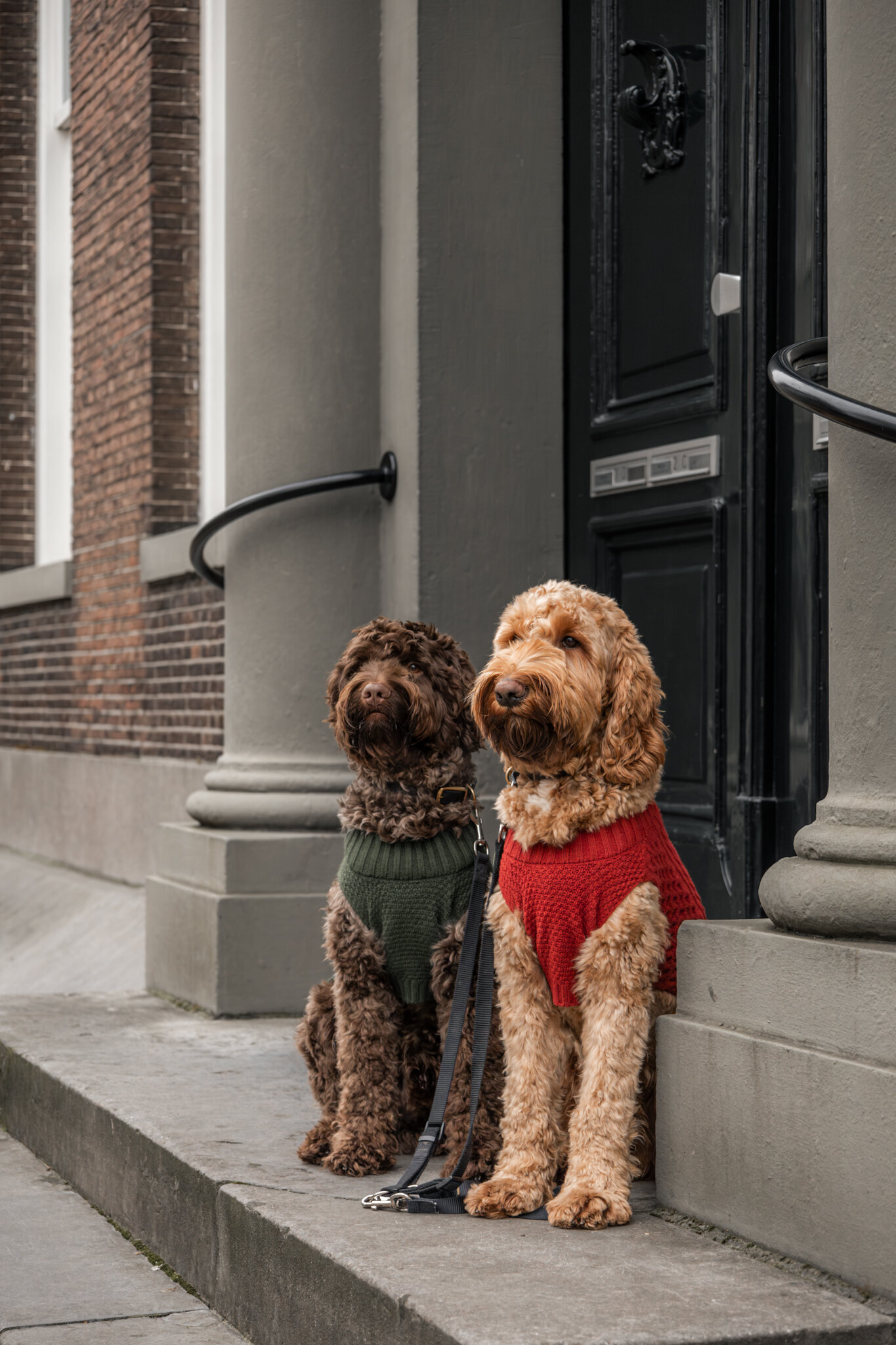 Hondenfotoshoot Den Bosch