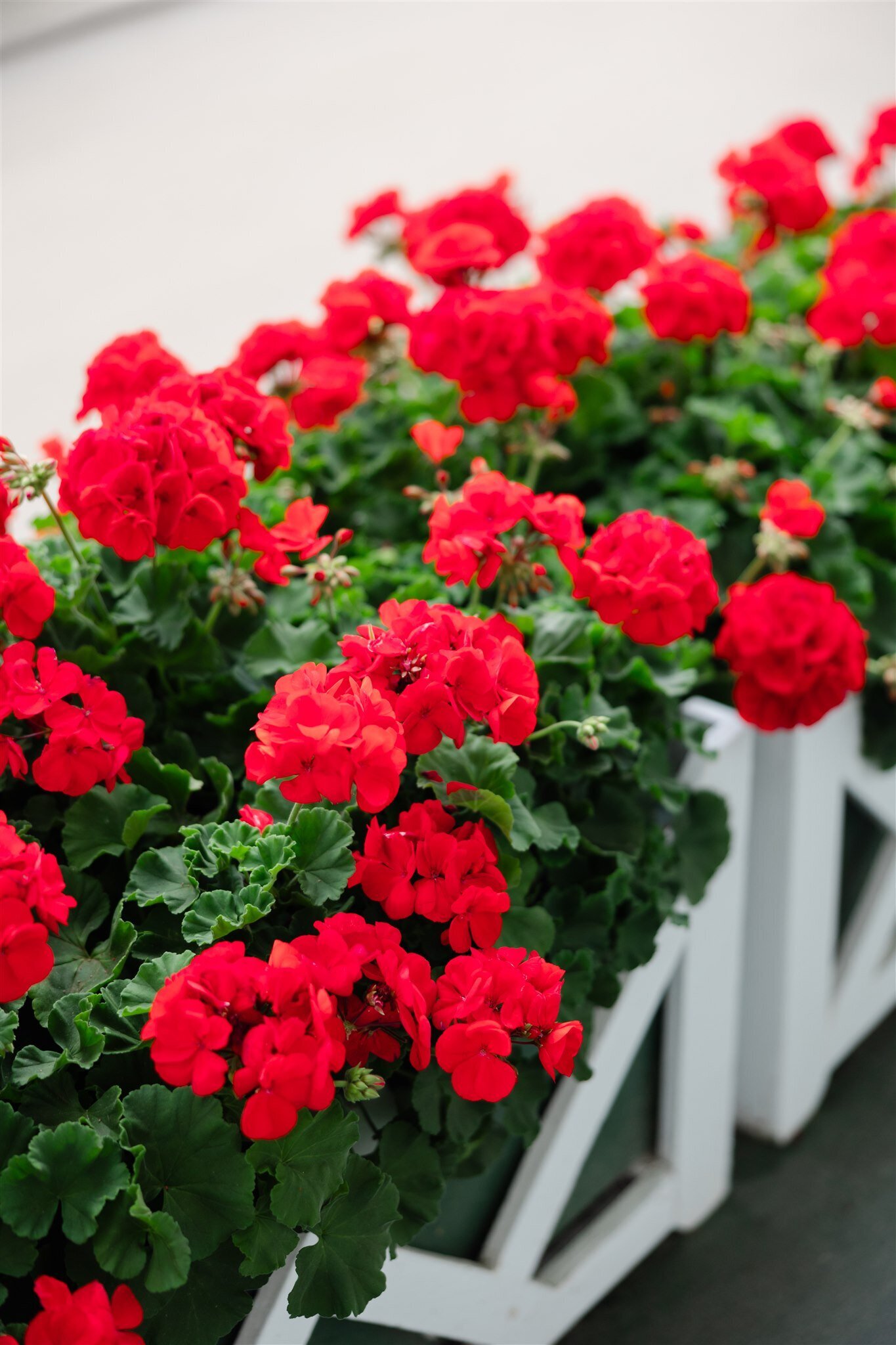 Red Hydrangeas