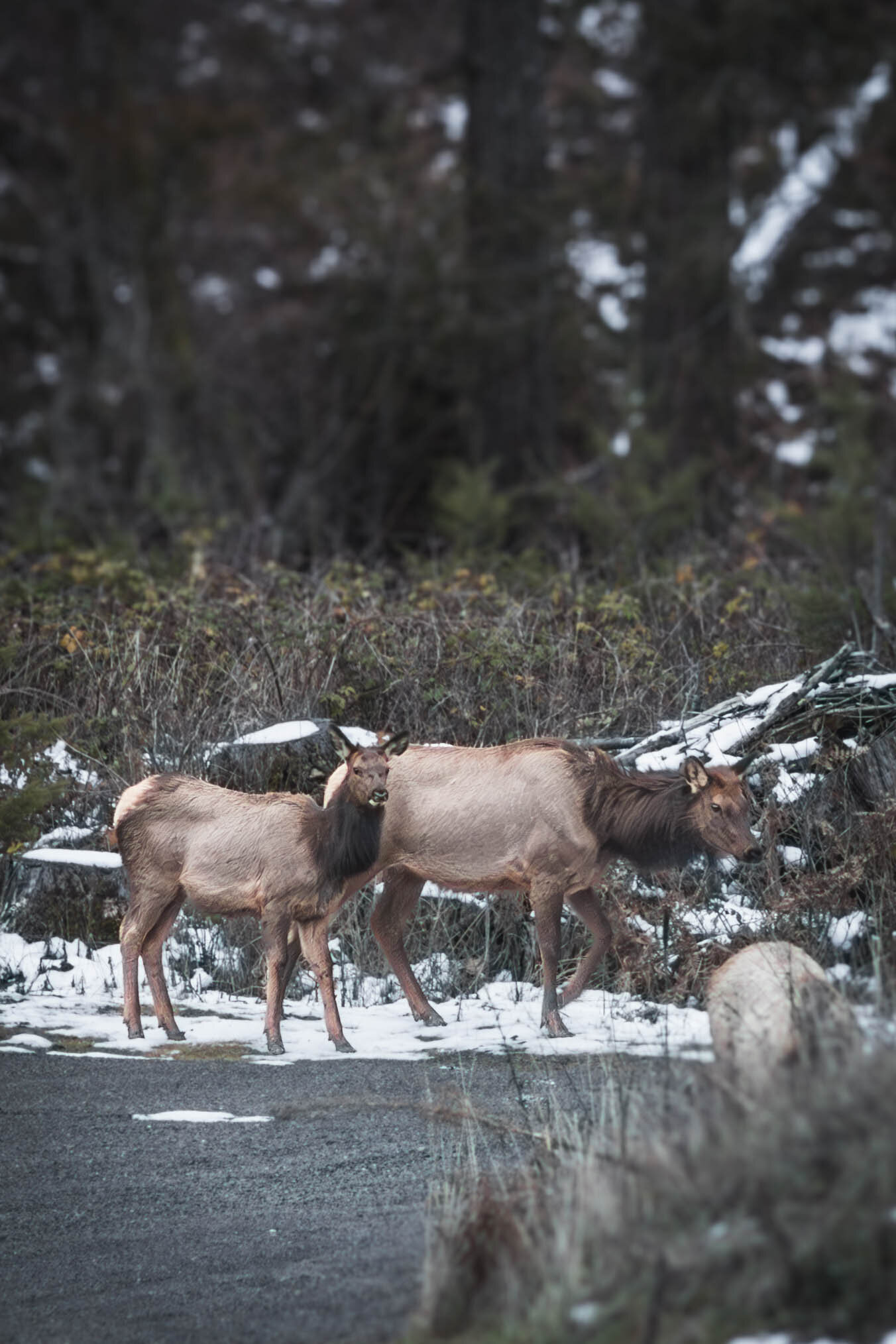 Elk Herd-4