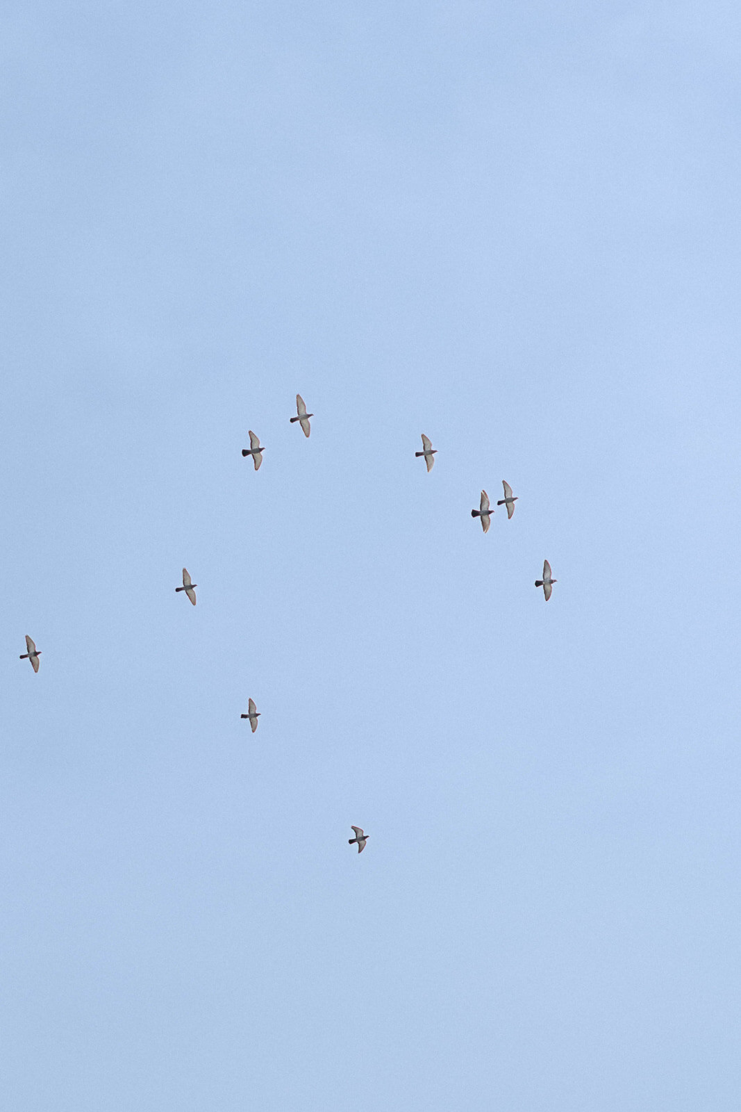 Flock of birds soar over clear blue sky in Athens Georgia
