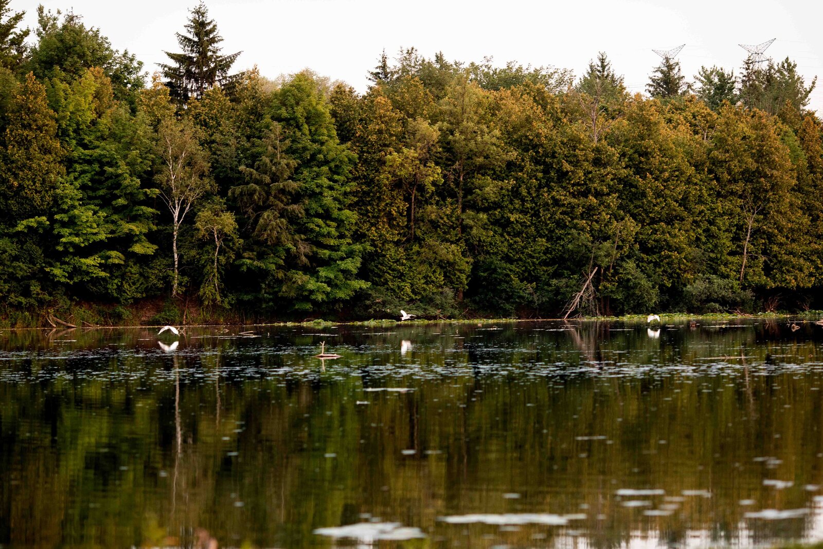 milne_dam_conservation_park_pond