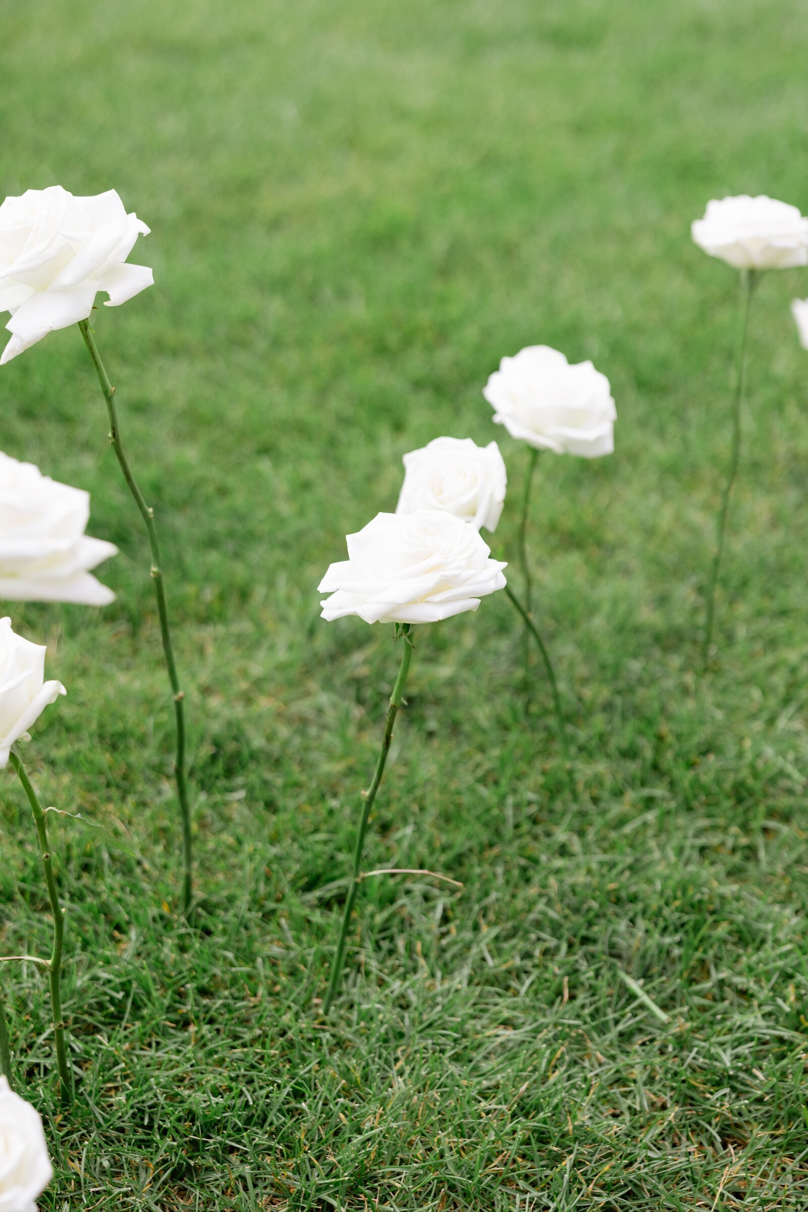 Tented-Bay-Harbor-Wedding-Michigan-Breanne-Rochelle-Photography76