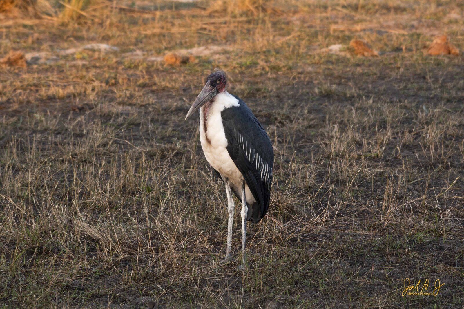 2016 Birds (2)