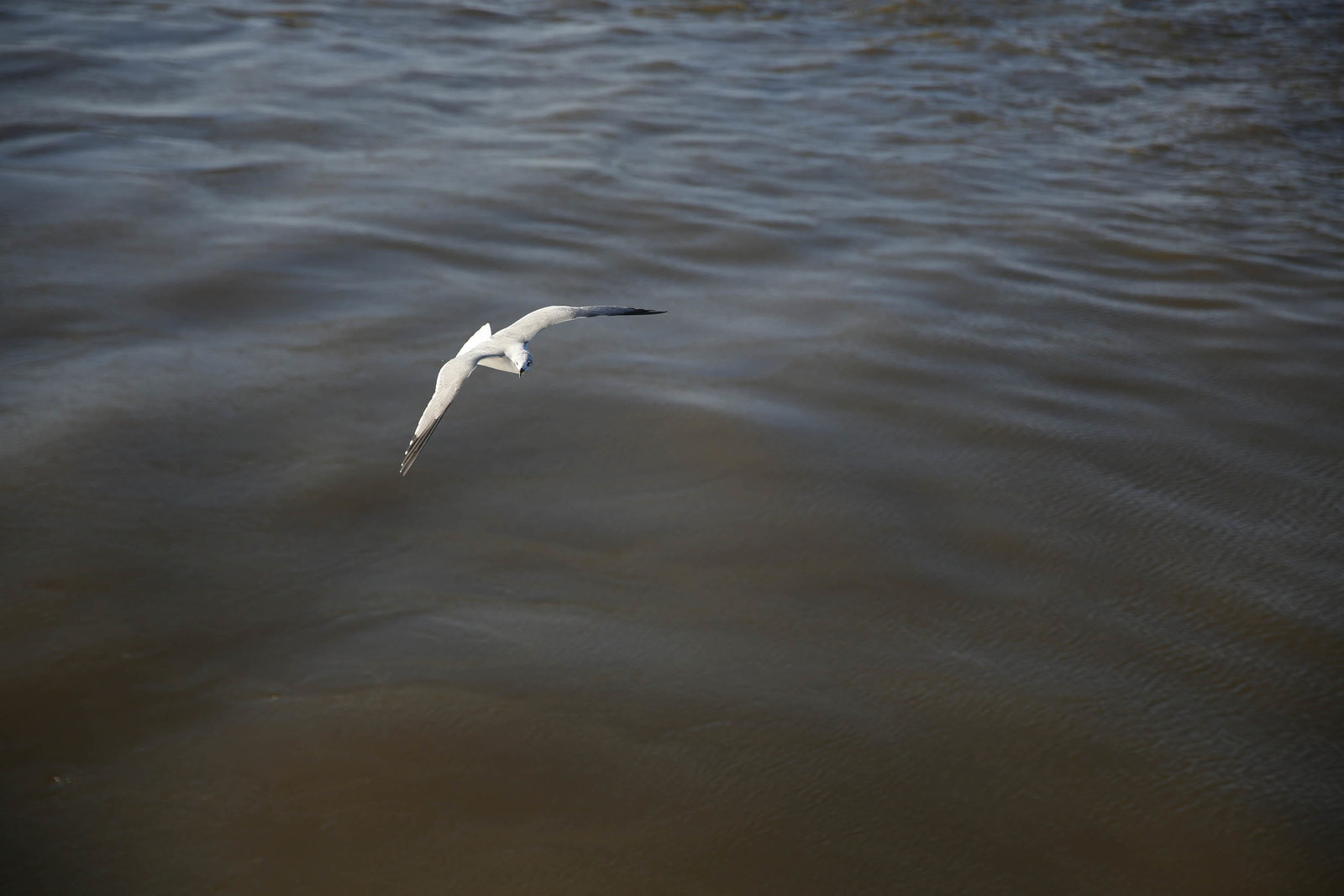 seagull-fly-charleston-sc-kate-timbers-photography-997