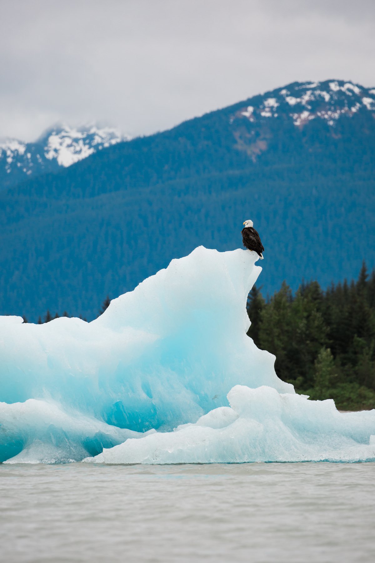 cameron-zegers-travel-photographer-alaska-bald-eagle