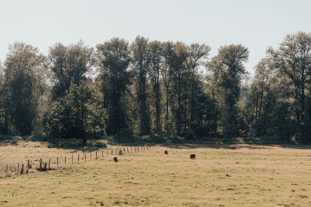 Machias-Meadows-wedding-snohomish-washington-rachel-syrisko-photography-K&T-782