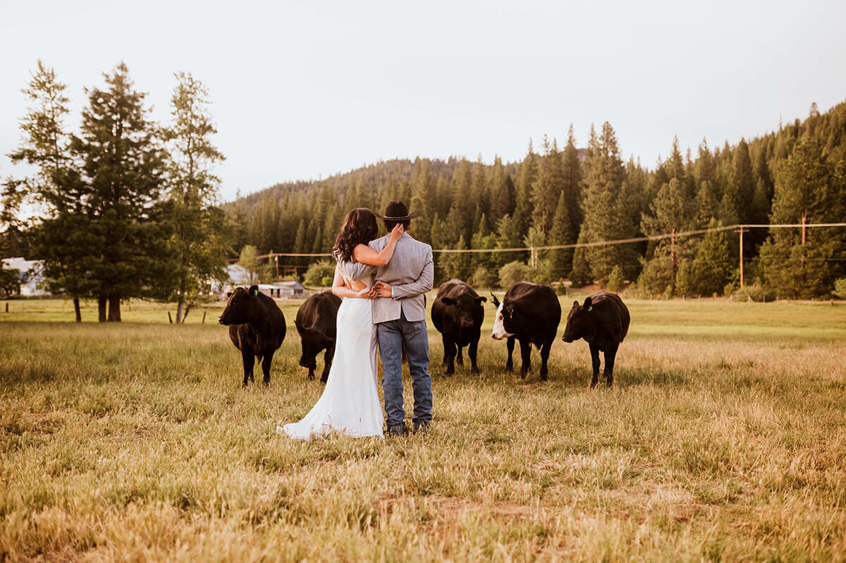 Wedding photos at a ranch near cows