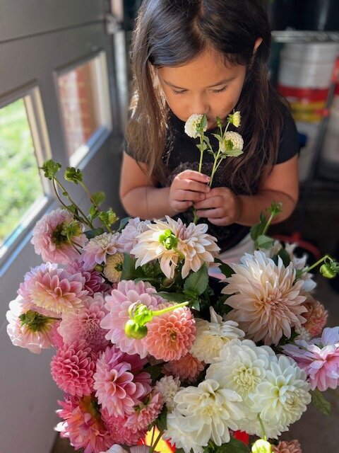 QBR Dahlias w: Isla