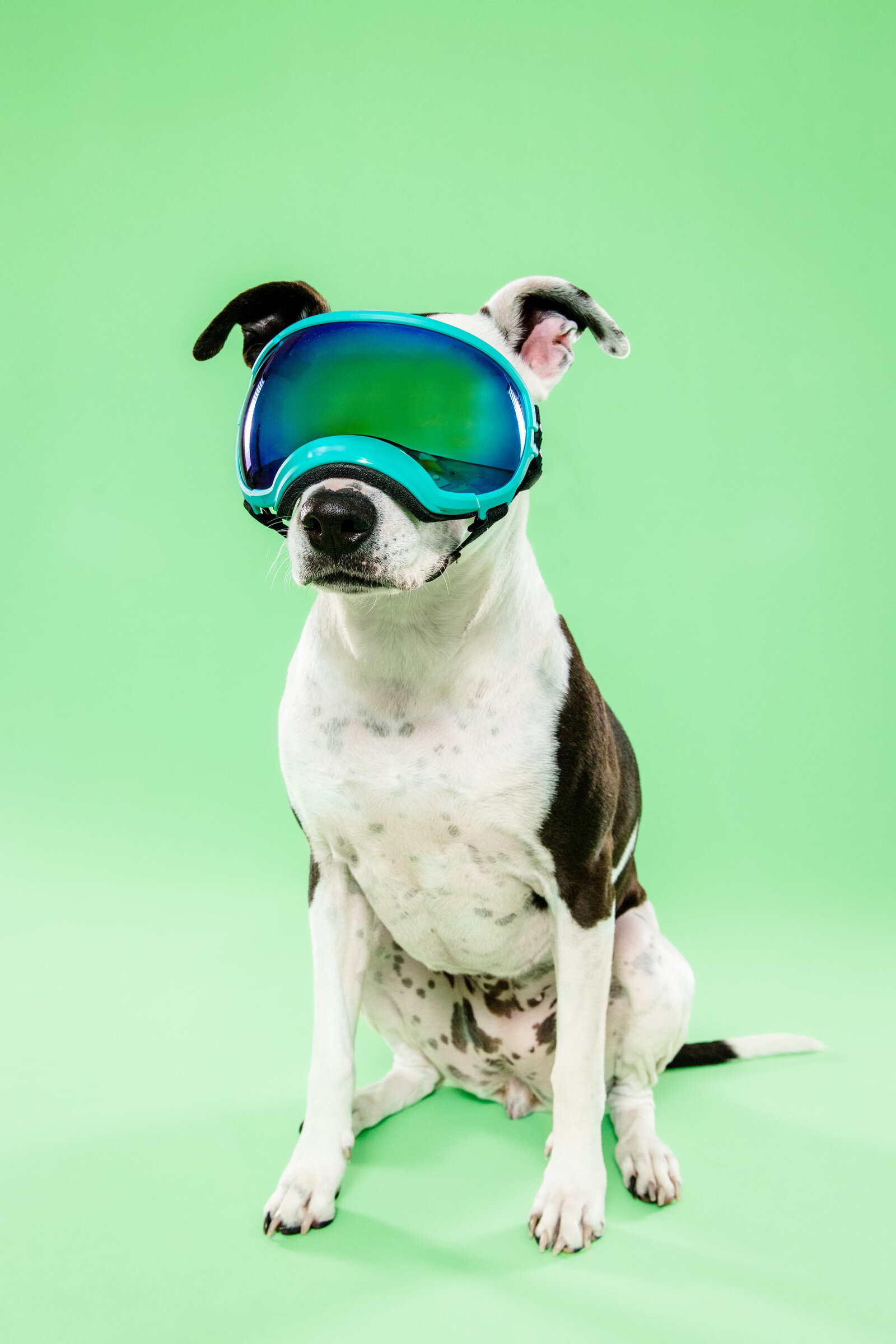 The Beloved Pup Photo Studio - Birmingham, Alabama Commercial Dog Photographer 29