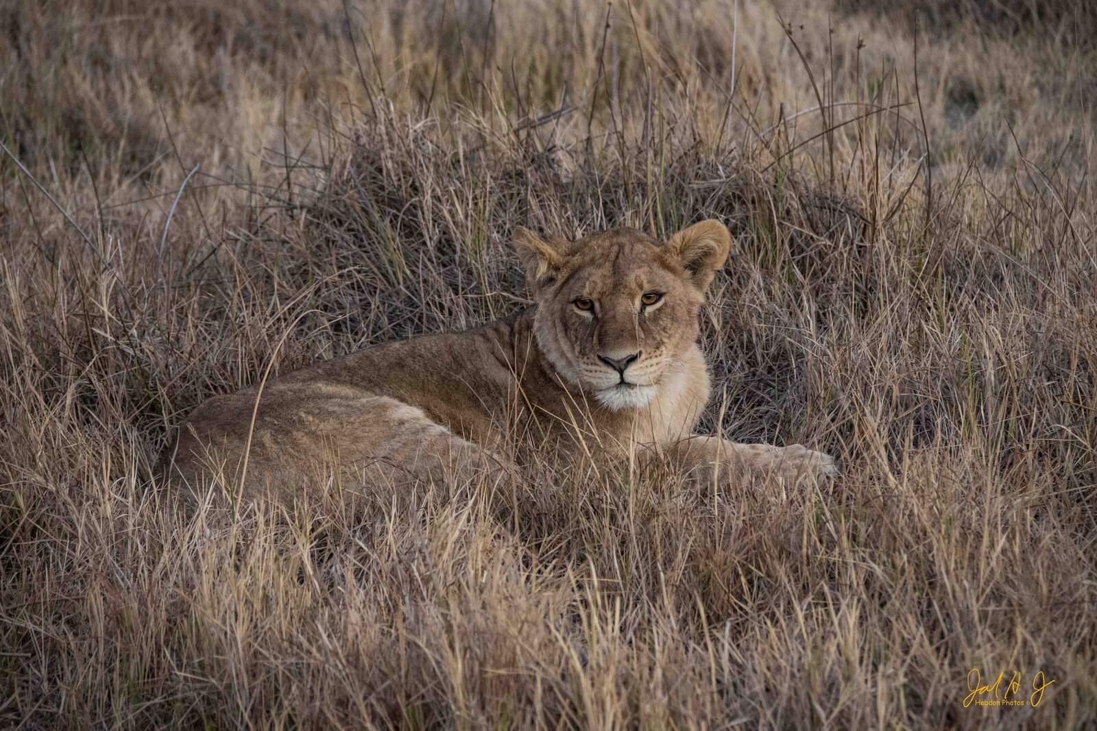 2019 Lion (1)