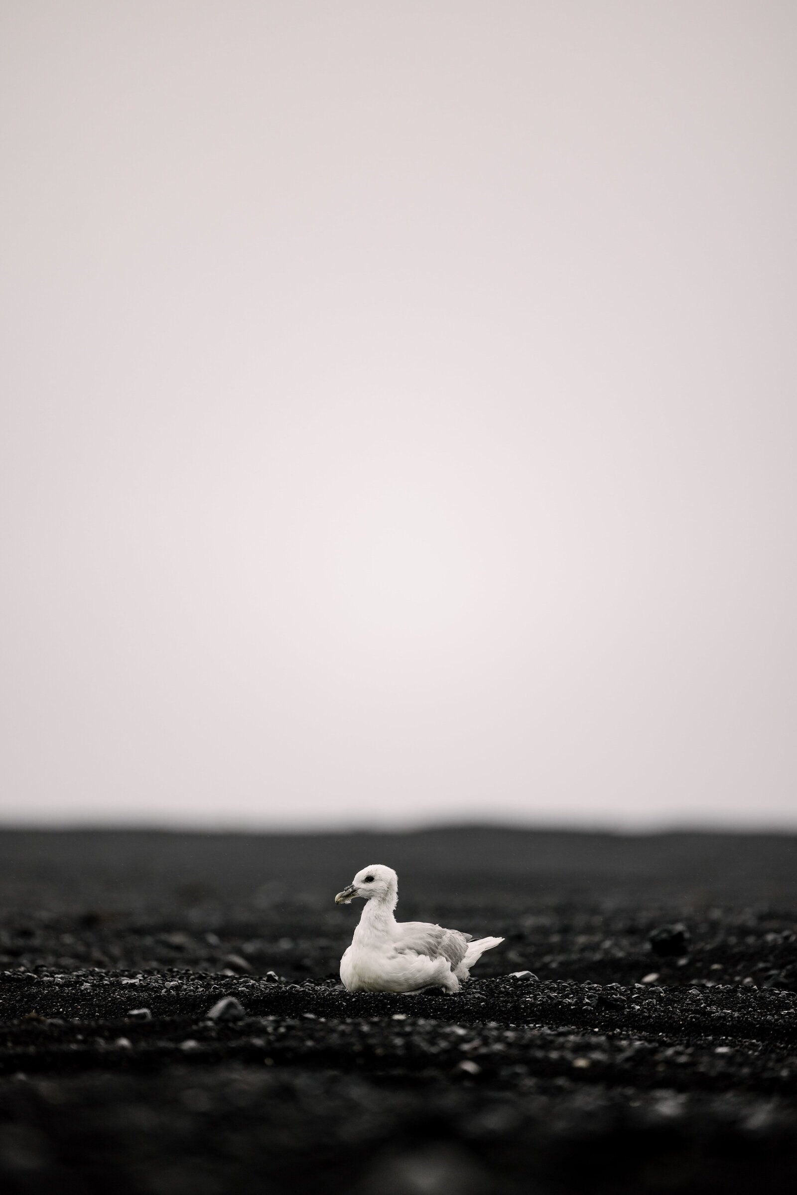 bird rests on black ground at Iceland adventure elopement
