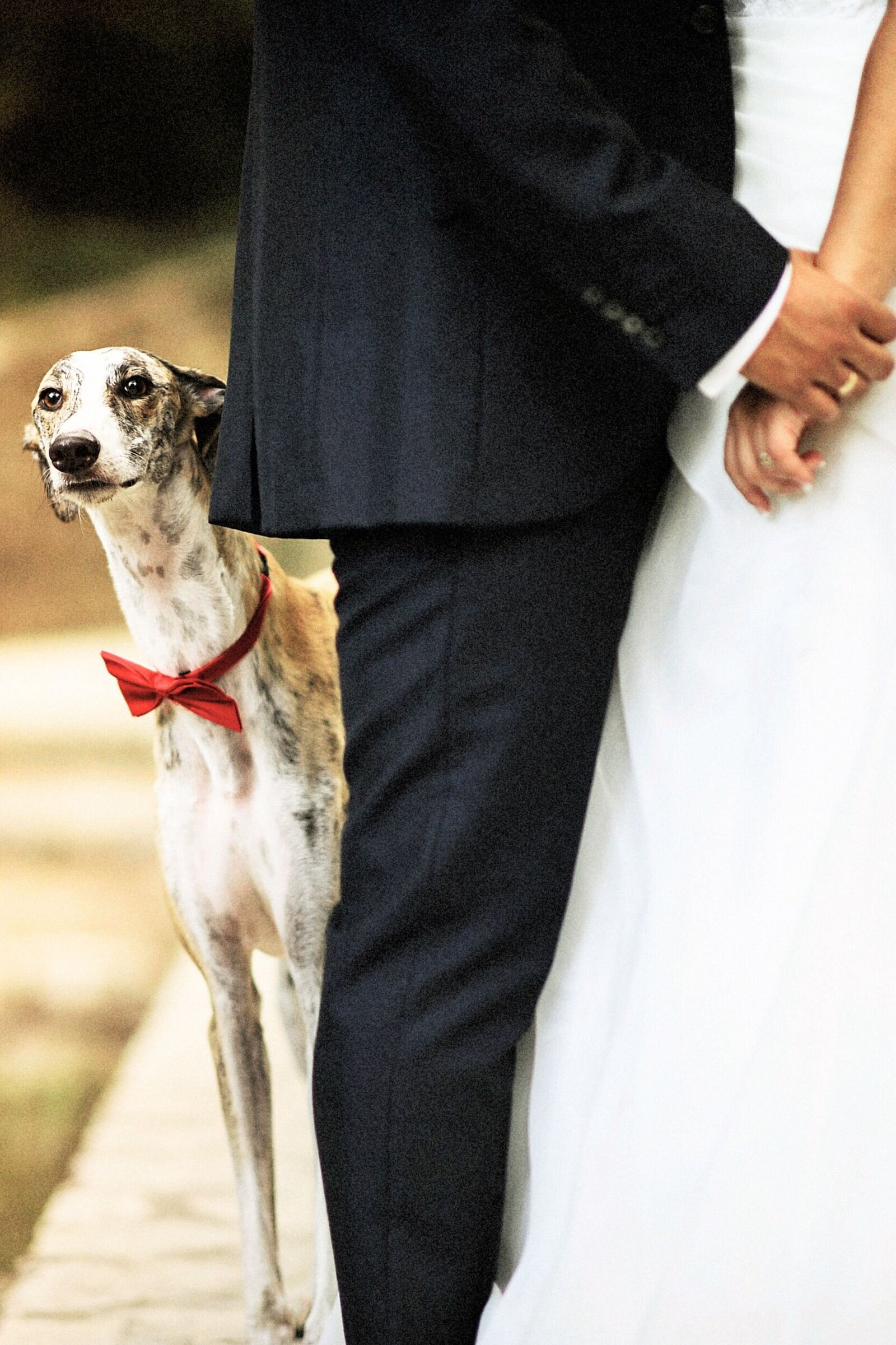 A slender dog in a bow tie peeps out from around the groom's leg.