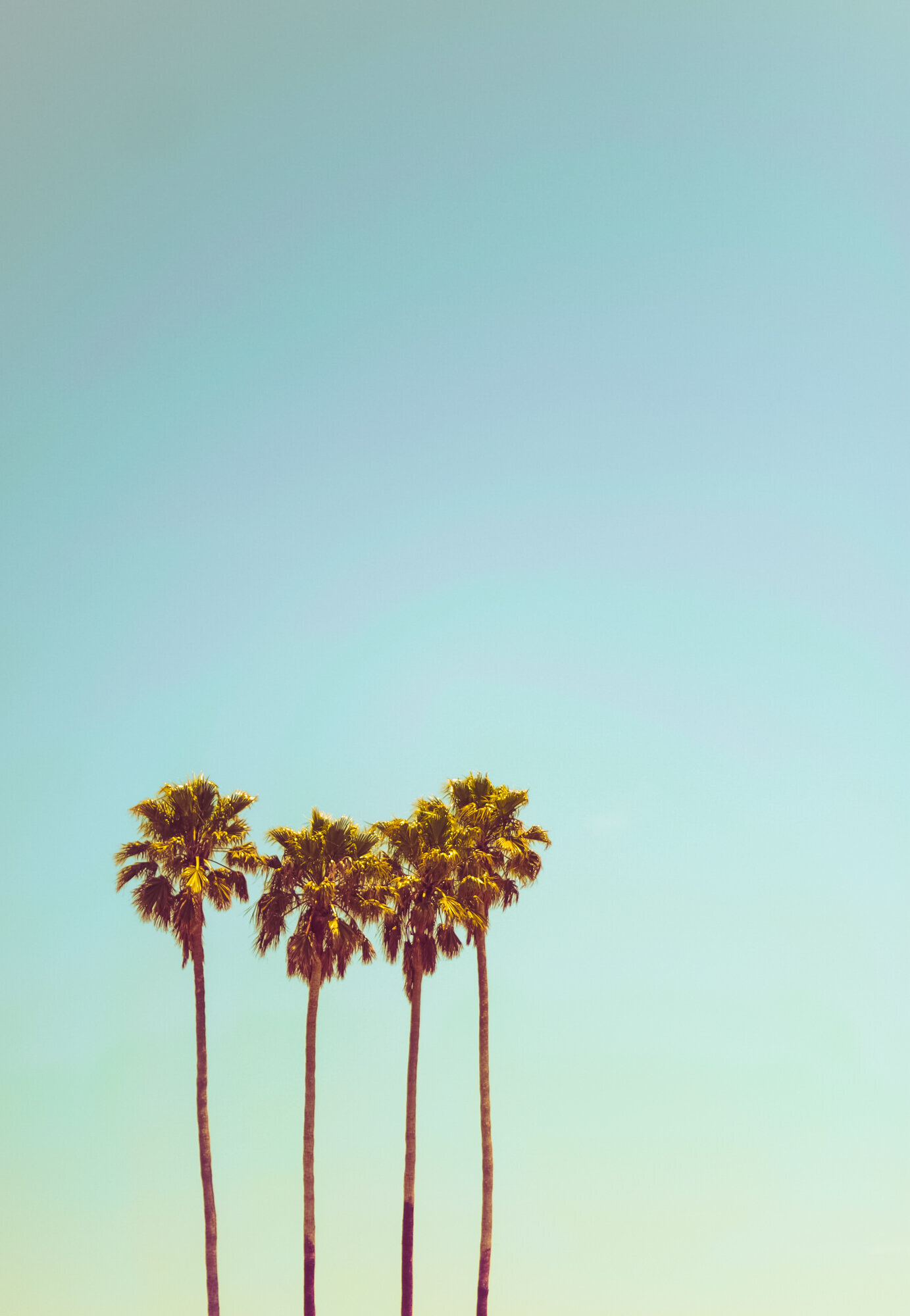 Dear Palm Springs-21