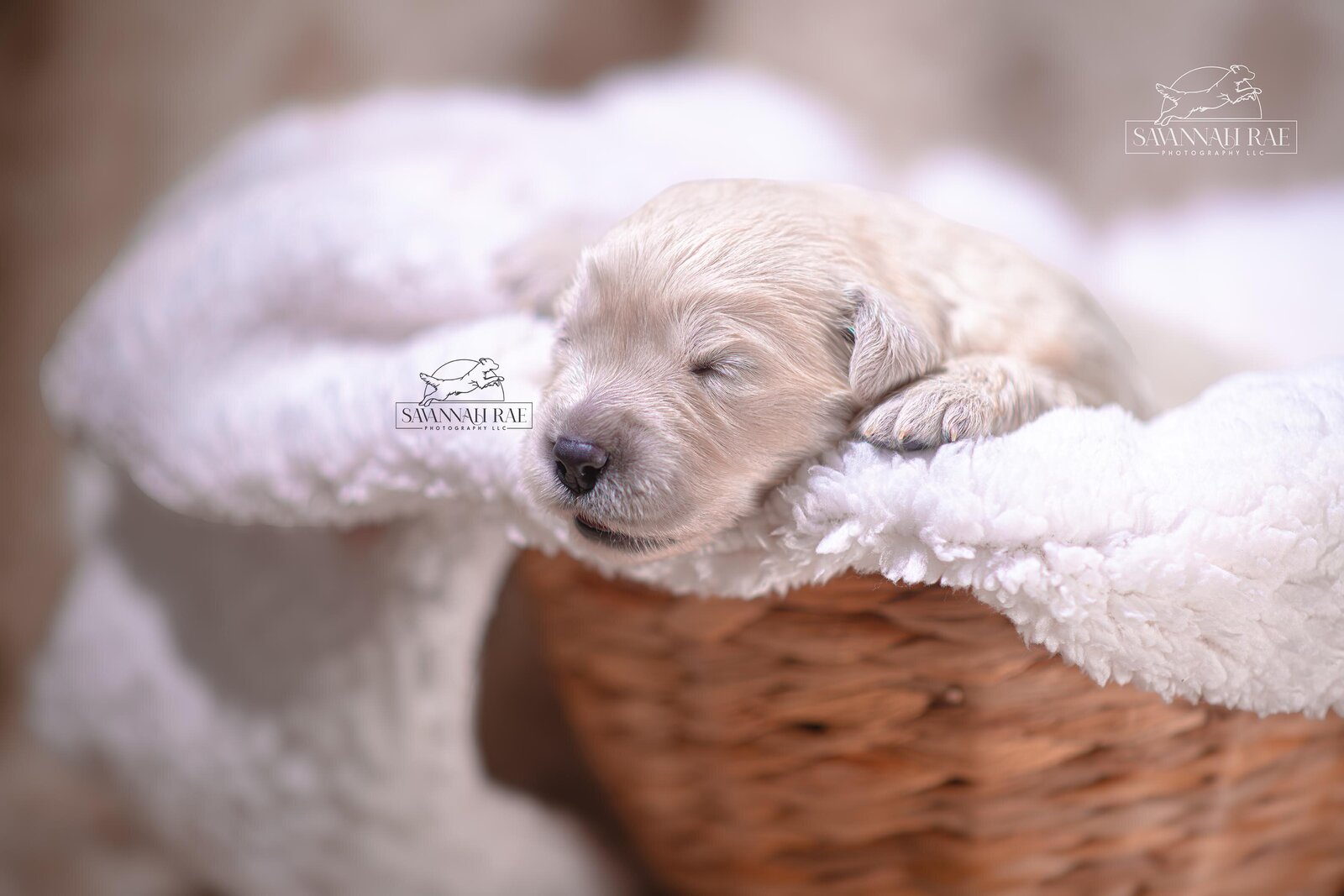 Puppy 2 week-1 copy