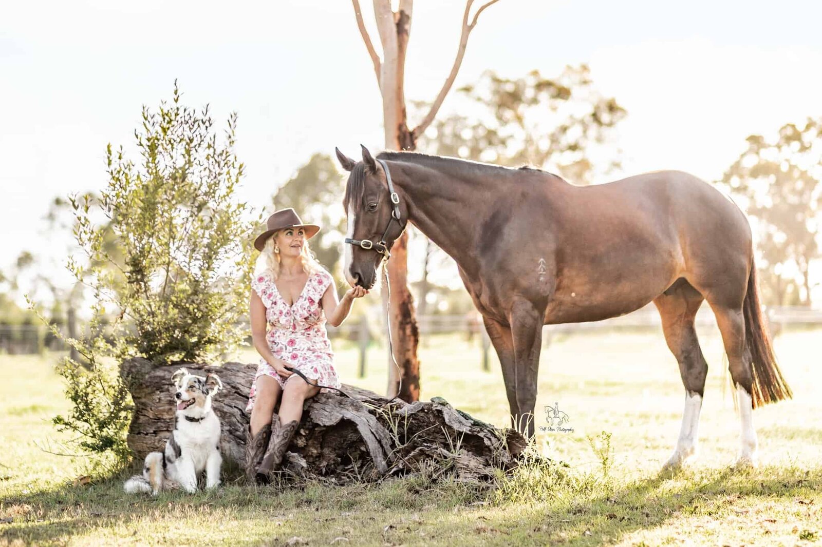 (19). Woman reaches out to horse with australian shepherd dog Half Steps Photography