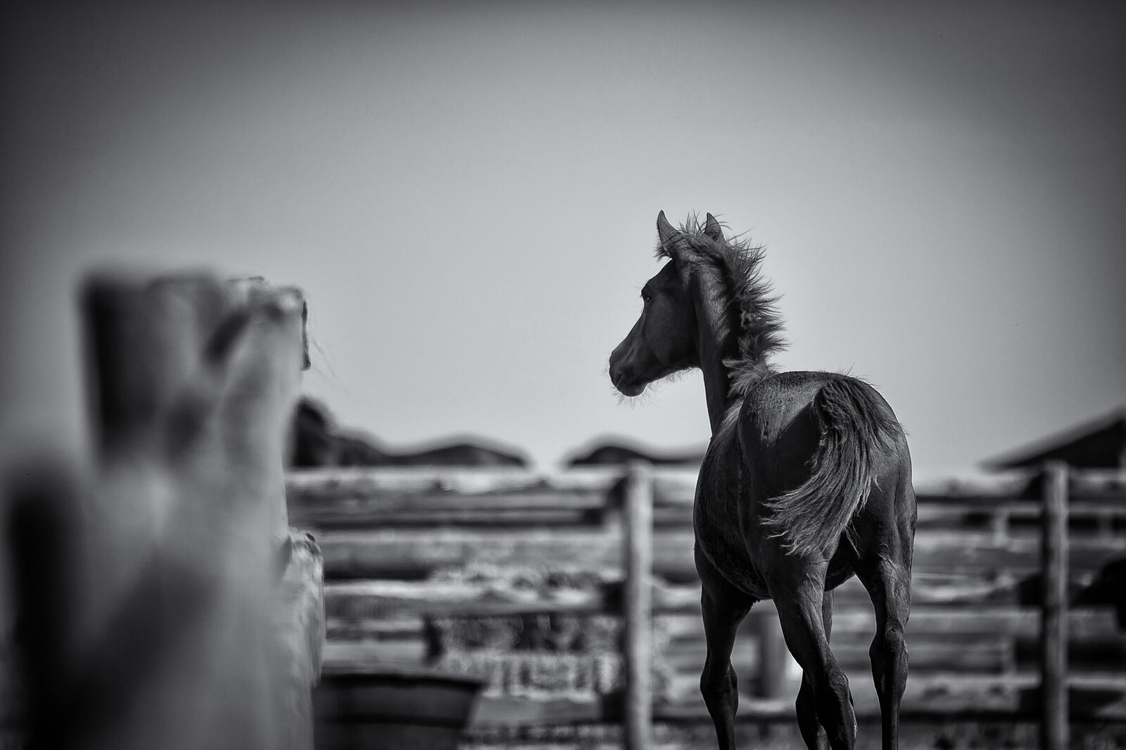 FINE ART HORSE PHOTOGRAPHY_KELLY SZOTT PHOTOGRAPHY_SERVING SOUTHERN ALBERTA_31