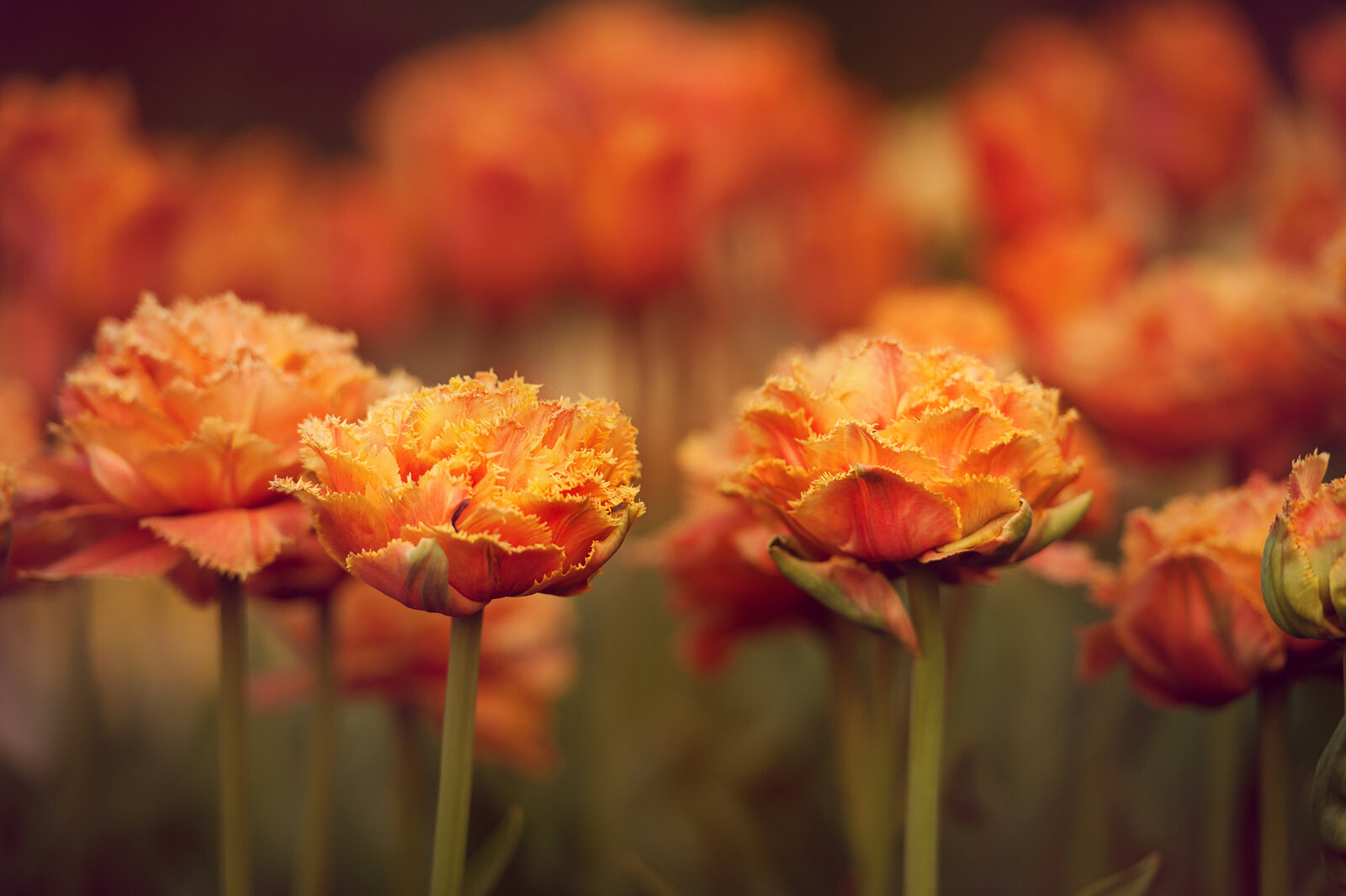 liz allen photography flowers-63